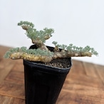 Monsonia multifida【モンソニア・ムルチフィダ】