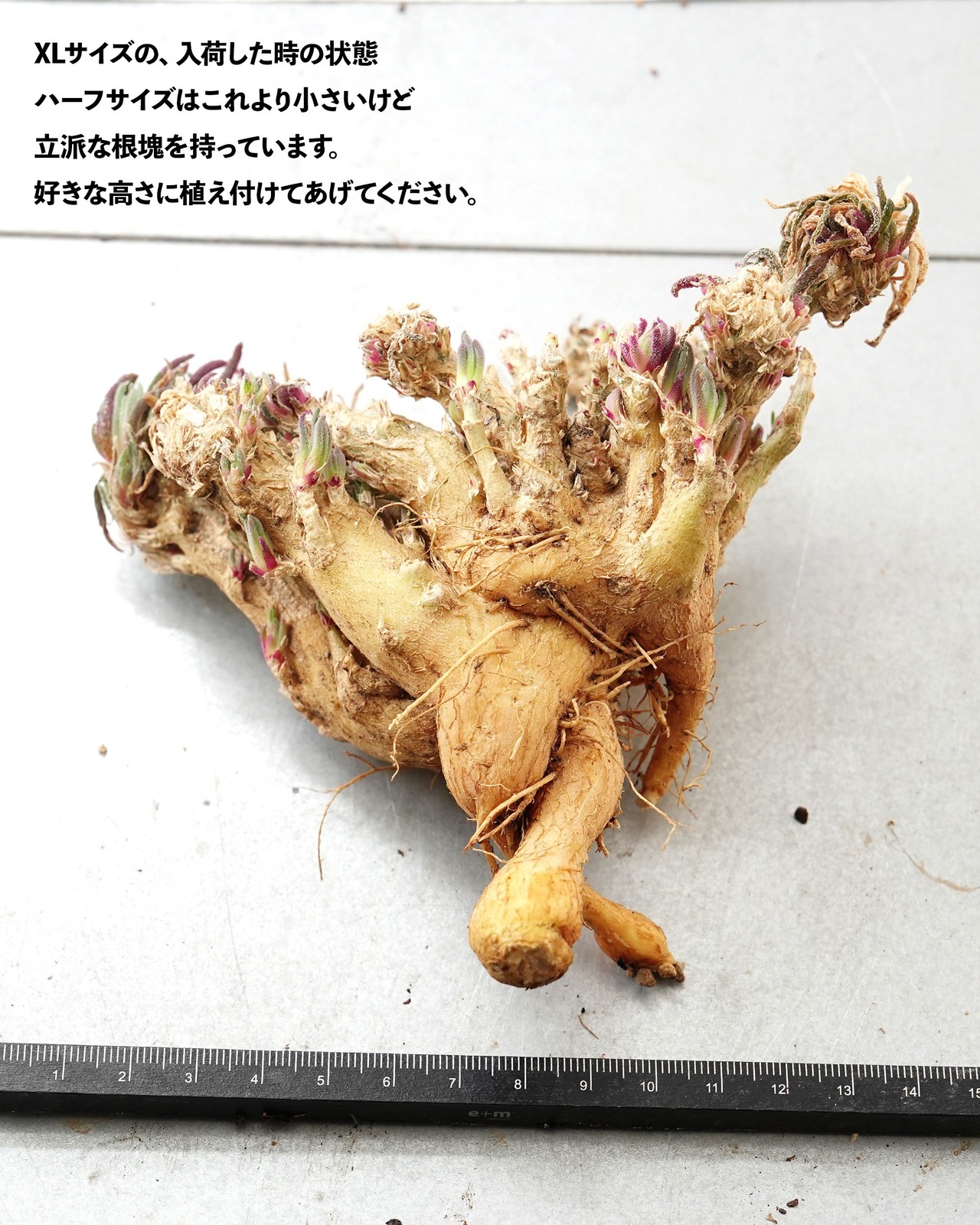 抜き苗 フィロボルス レスルゲンス L Phyllobolus resurgens