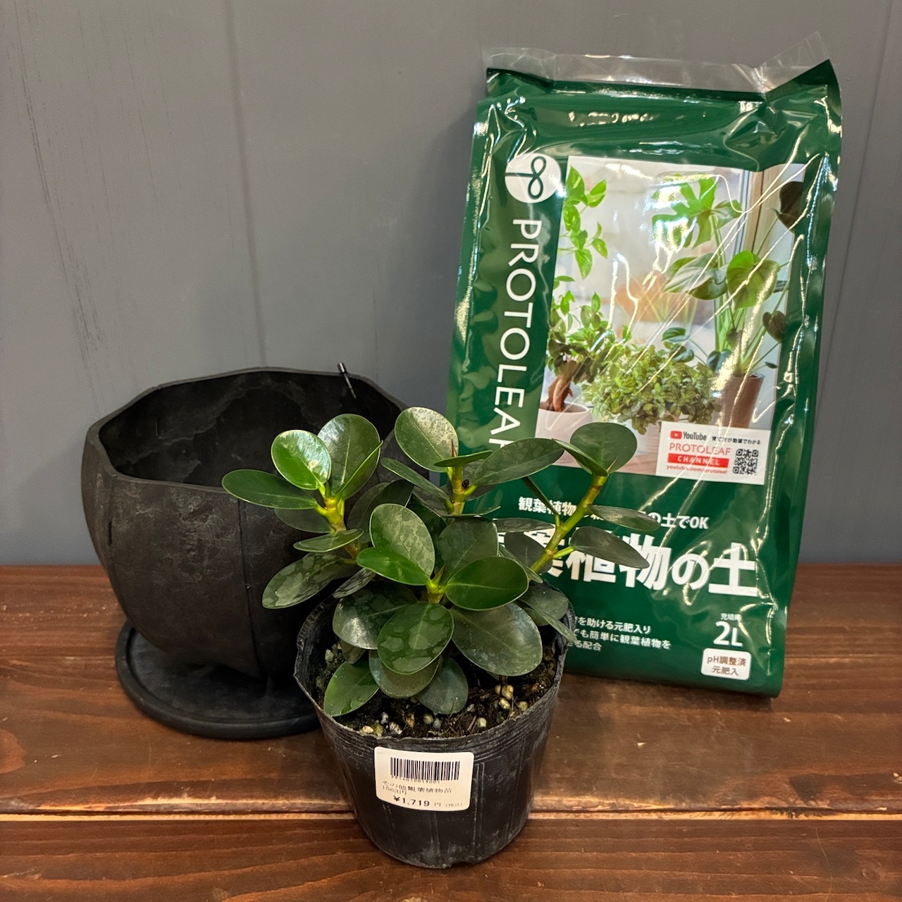 【秋の植え替えフェア対象】【セット】パンダガジュマル