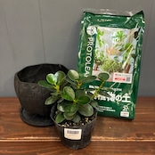 【秋の植え替えフェア対象】【セット】パンダガジュマル