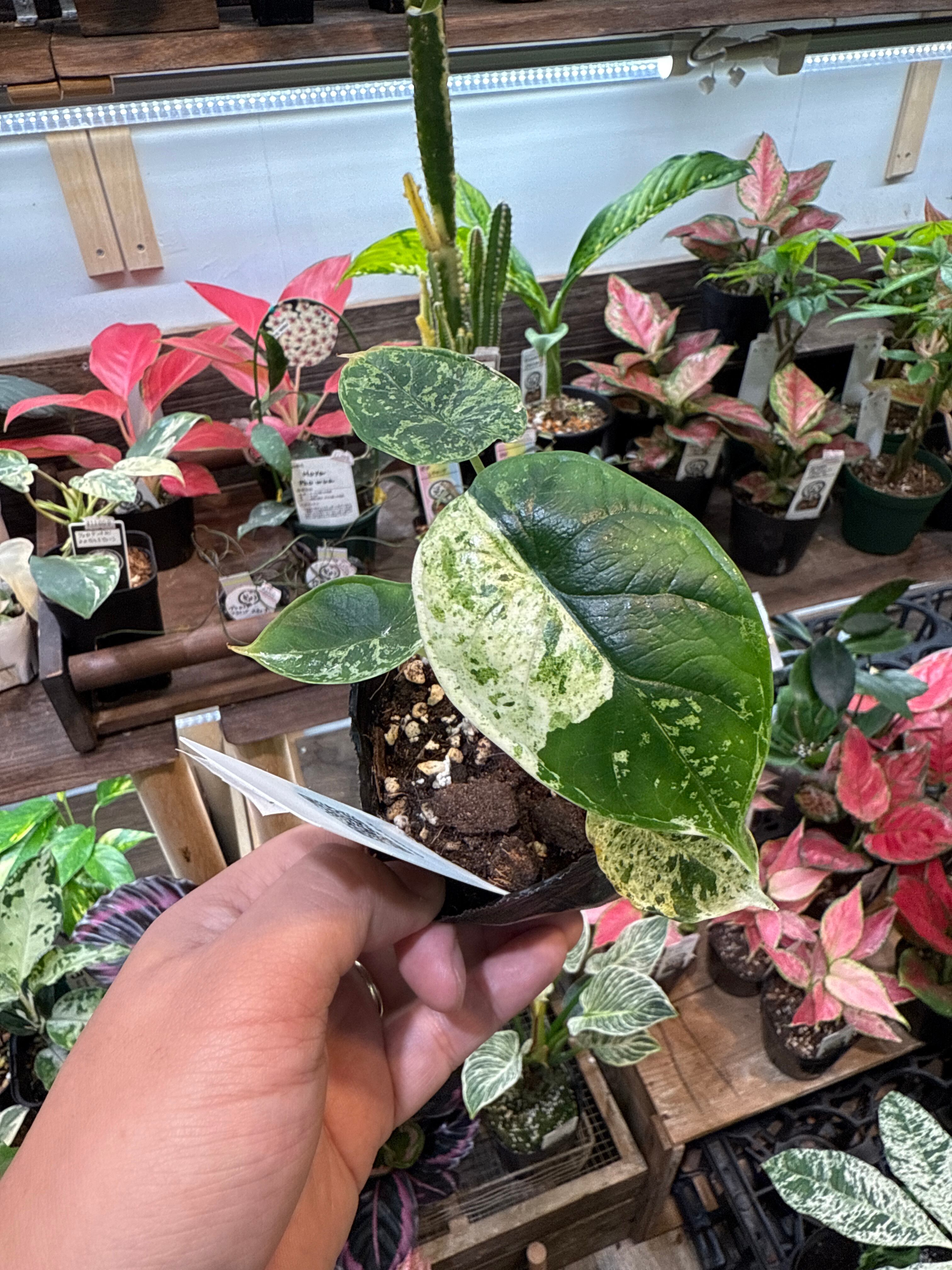 ② アロカシア ドラゴンスケールミント斑入り | Gardenえん 【観葉熱帯