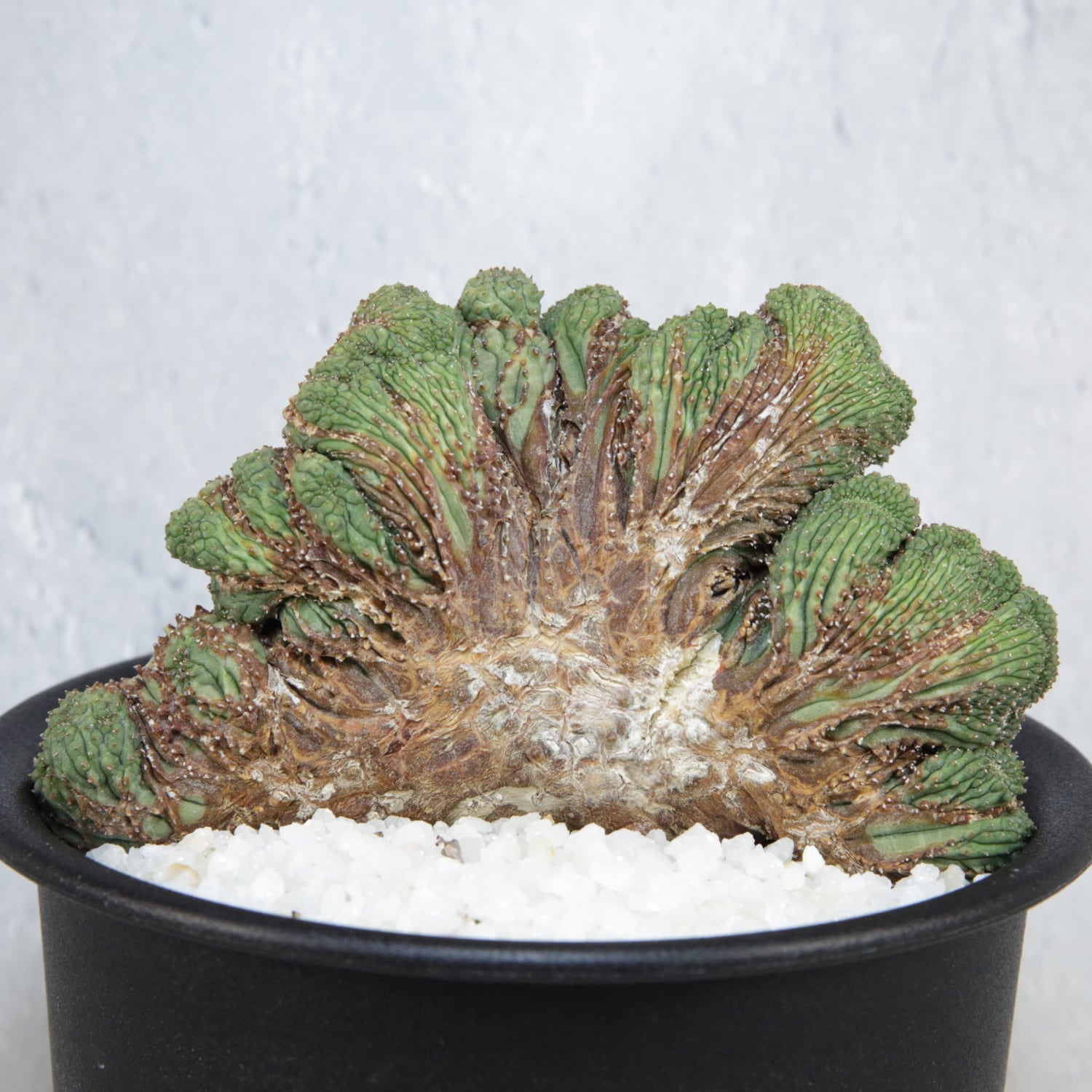 超厳選株】超大株 直径約9cm ヴィンテージ 仔吹き マウンテン オベサ