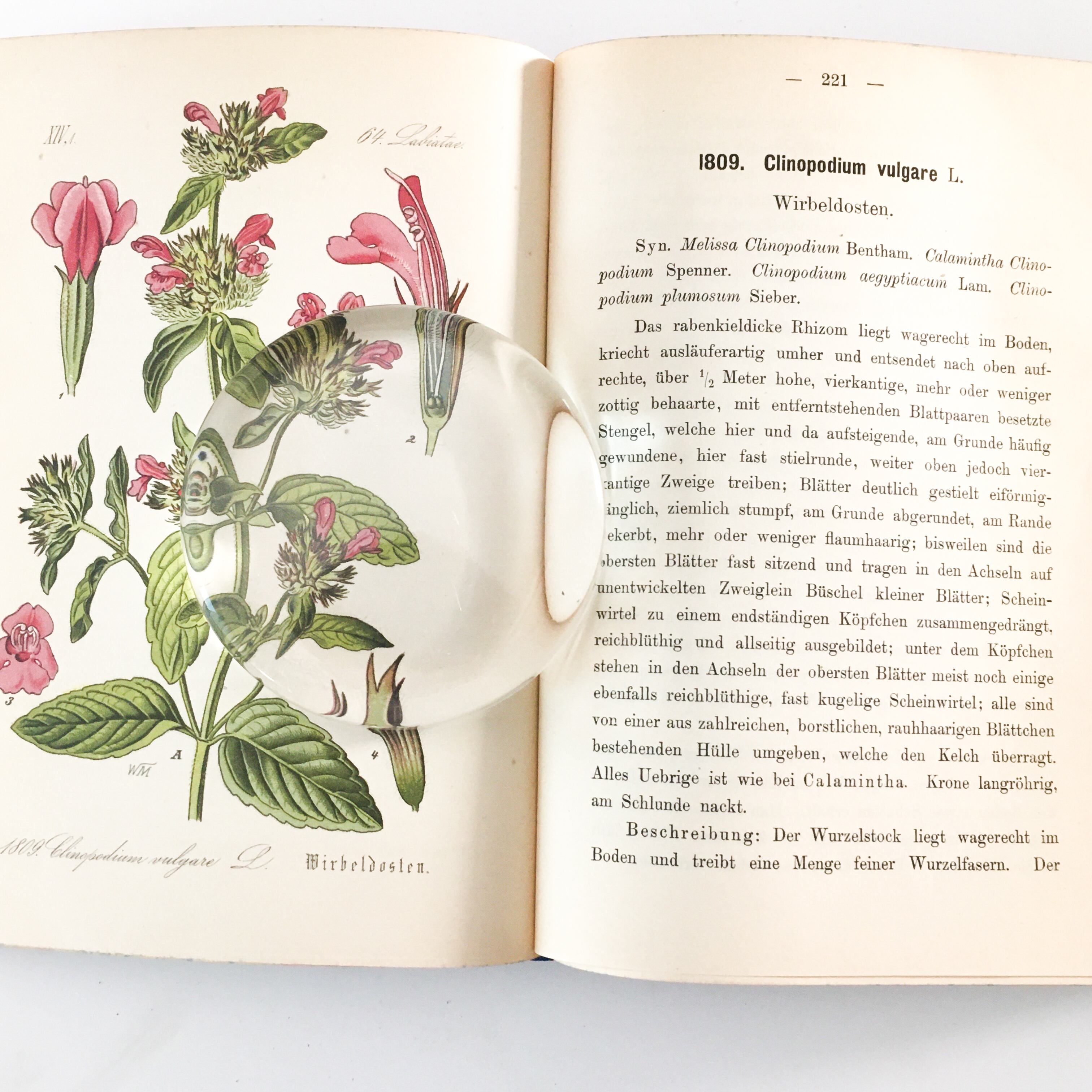 何でも揃う 1860年頃 1st ボタニカル 60葉 クロモリトグラフ 植物図鑑 イギリス 洋書