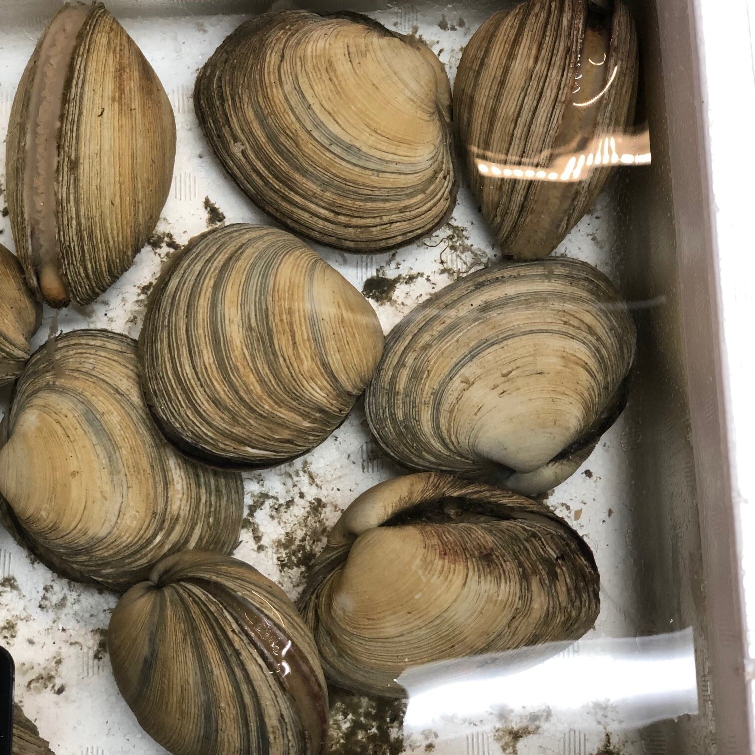 ウチムラサキ 大アサリ 愛知 三重等 1kg 1個約0ー250gサイズ 大アサリx1kg 冷蔵 豊洲直送 Okawari 豊洲直送の高級海産物をお届け ウチムラサキ 大アサリ 愛知 三重等 1kg 1個約0ー250gサイズ 大アサリx1kg 冷蔵 豊洲直送 Okawari 豊洲直送の高級海産物をお届け