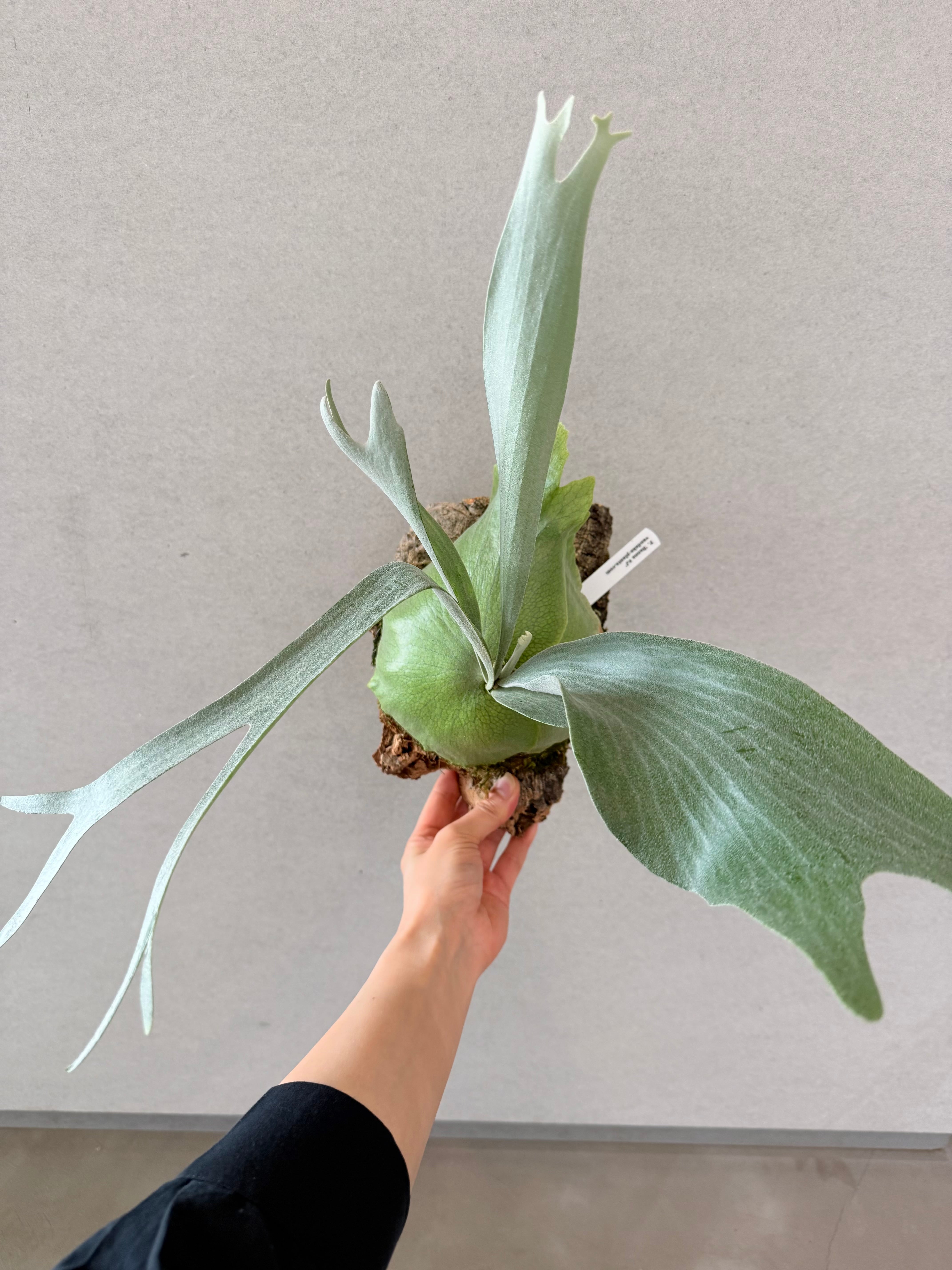 a) P. 'Banna #J' ビカクシダ 'バンナ #J' | vandaka plants