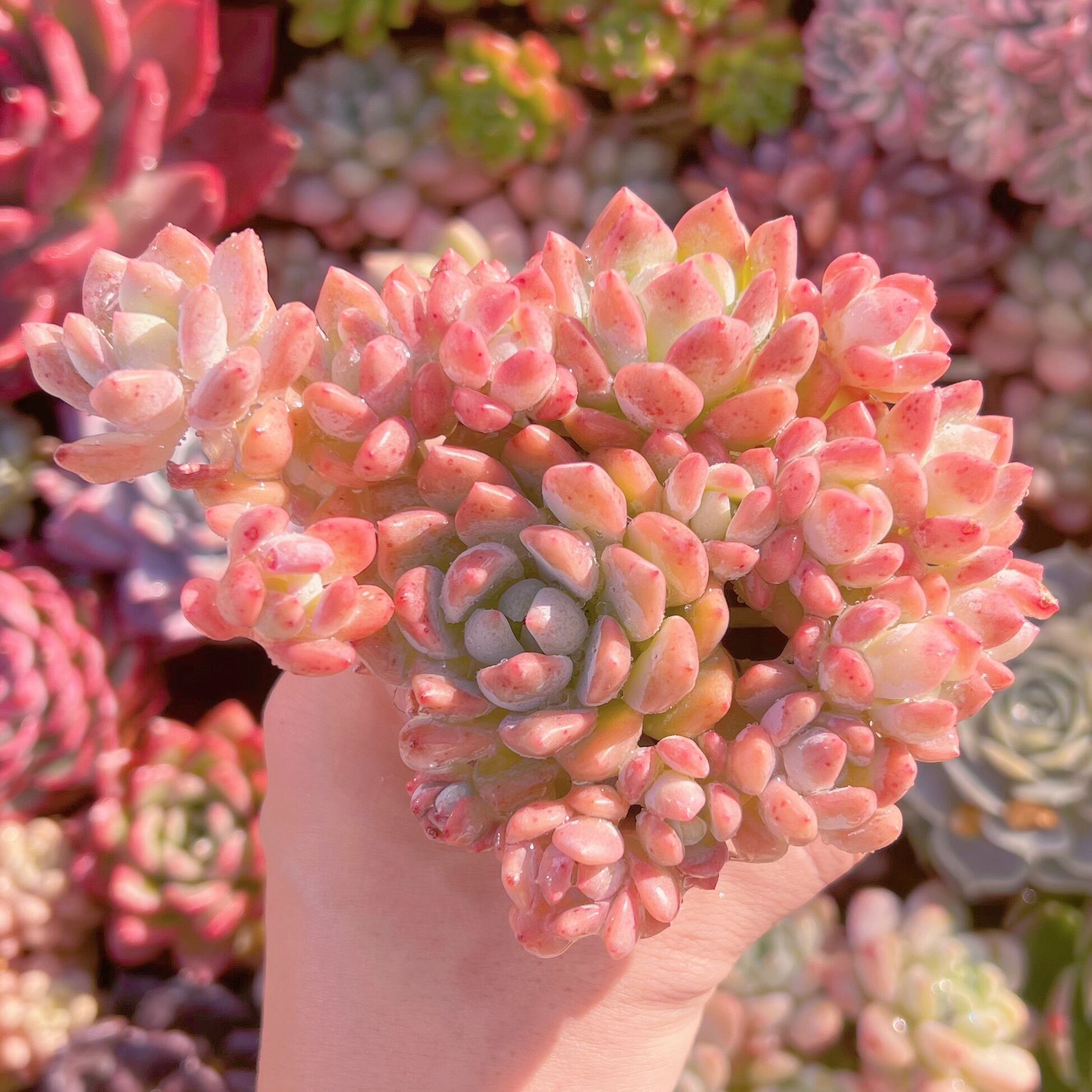 現品　プロリフェラxラウル#610   るる農園