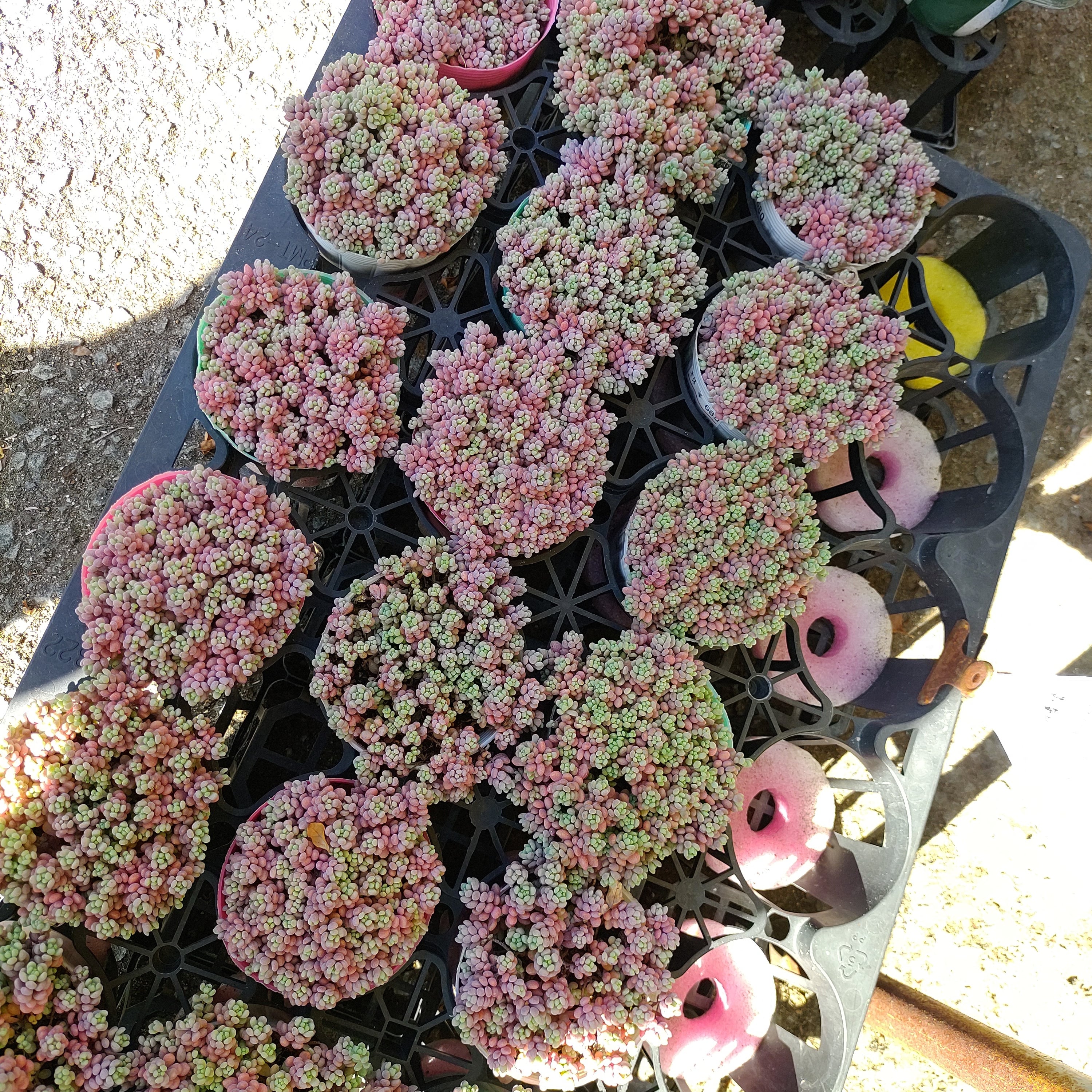 パープルヘイズ ストロベリーカラー | RuPo 多肉植物専門店