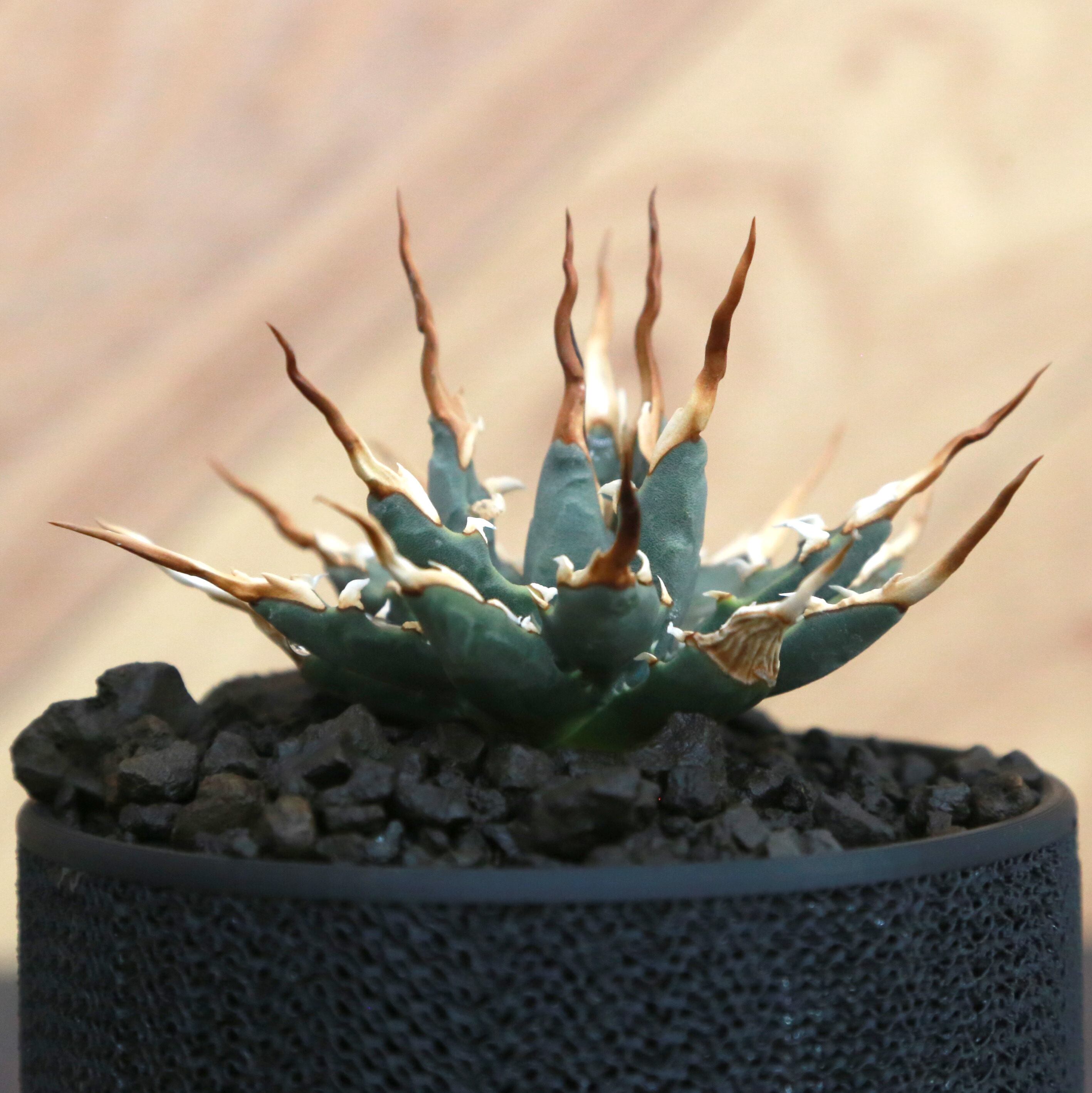 アガベ　エボリスピナ選抜実生株　鉢ごと発送　E-1 Agave utahensis eborispina アガベ エボリスピナ（実生3年・陽炎・短