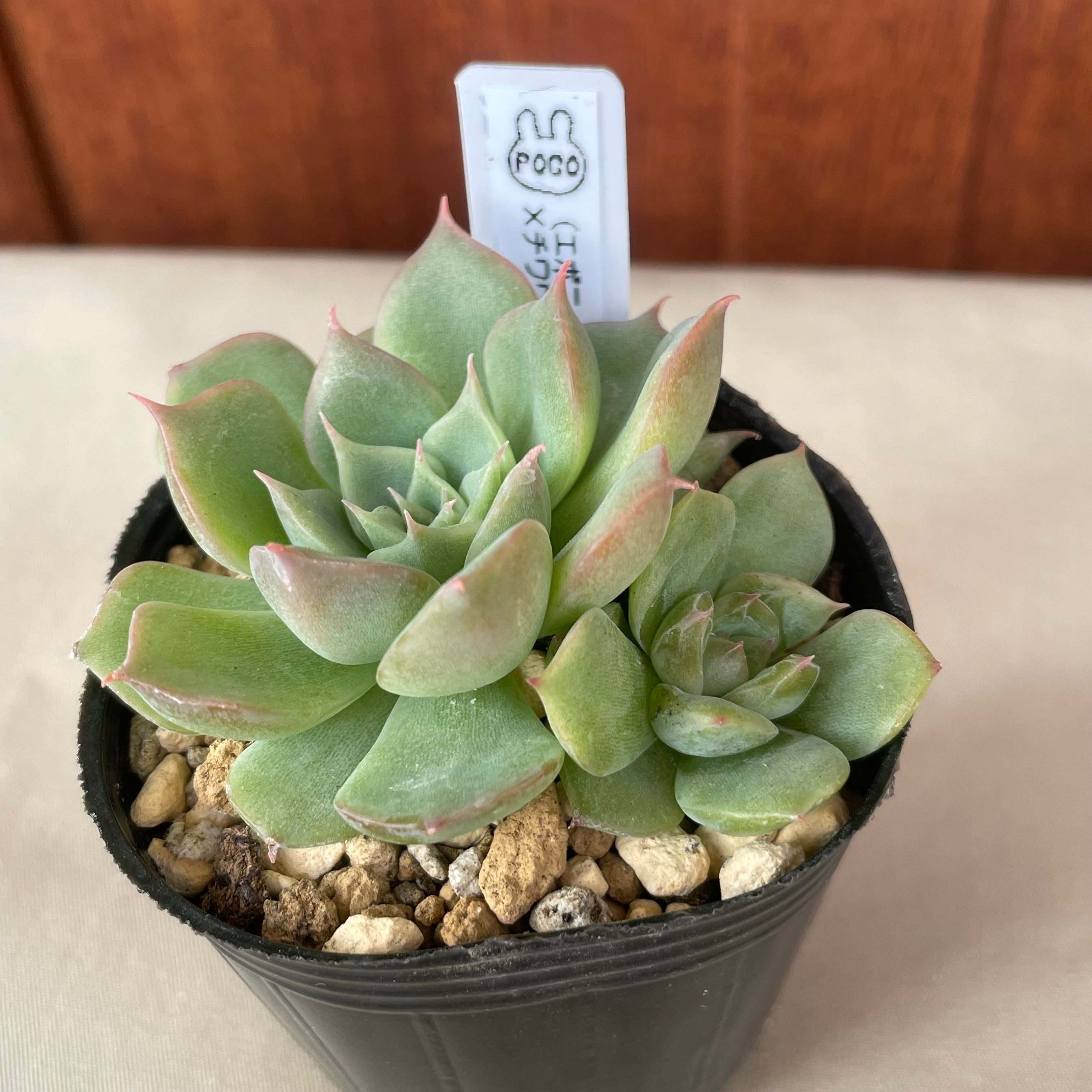 多肉植物 エボニー 抜き苗♡ 【公式通販】