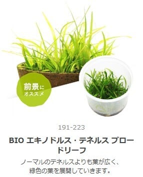 水草 | aquarium shop earth