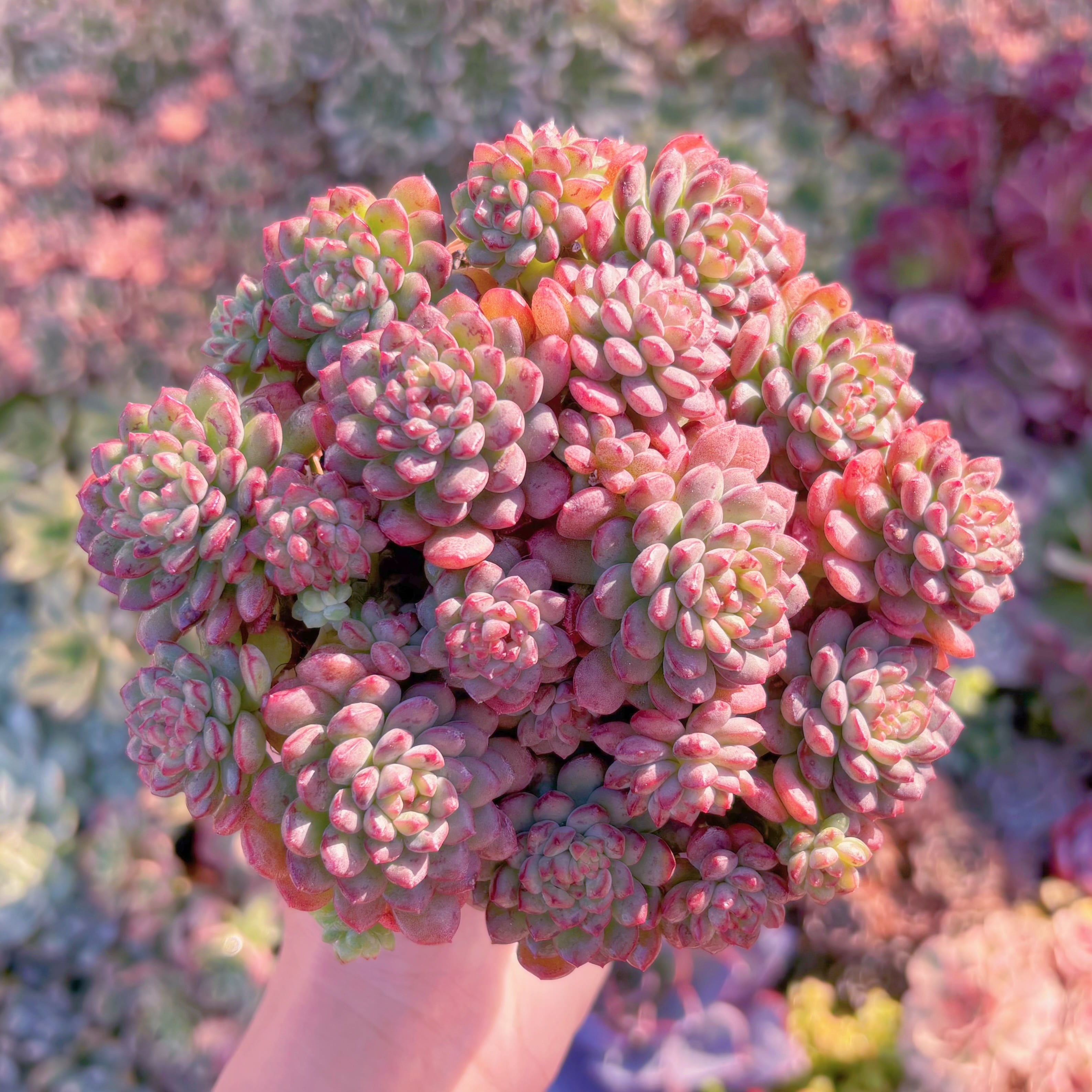 多肉植物　コルネット　大群生　在庫僅少　新入荷　るる農園