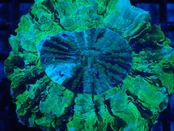 Achanthophyllia Deshayesiana 5 Premium”