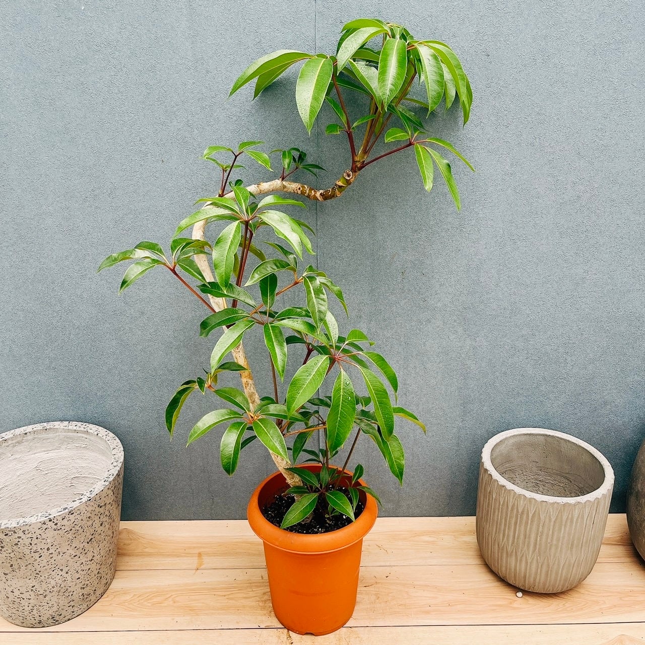 ［現品］7番　ドラセナ　コンシンネ　トリカラー　観葉植物　室内　8号　かっこいい 現品］7番 ドラセナ コンシンネ トリカラー 観葉植物 室内 8号