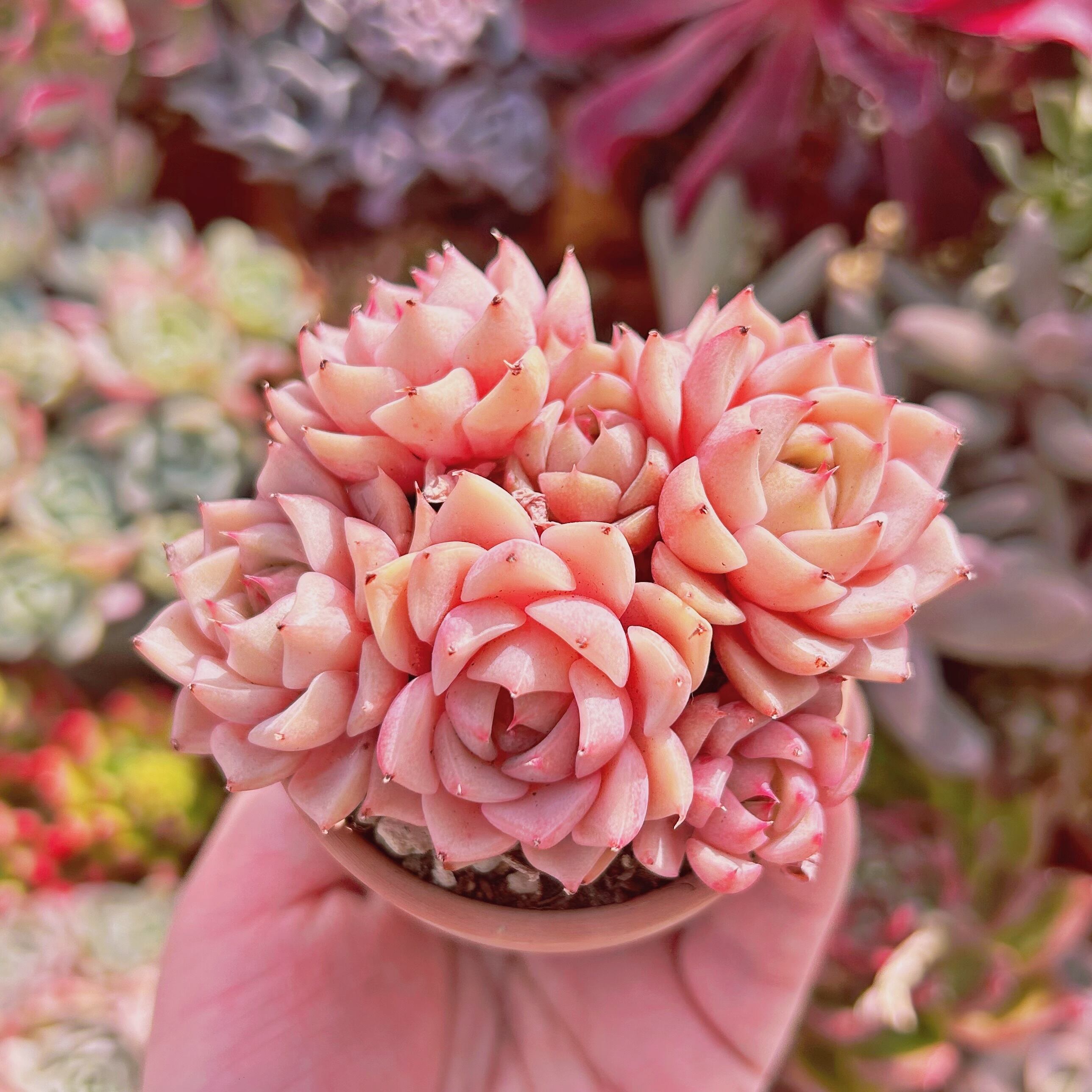 #076現物　多肉植物　ベンバディス