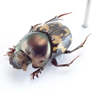 マダガスカル産 Onthophagus elegans ex 5.5mm