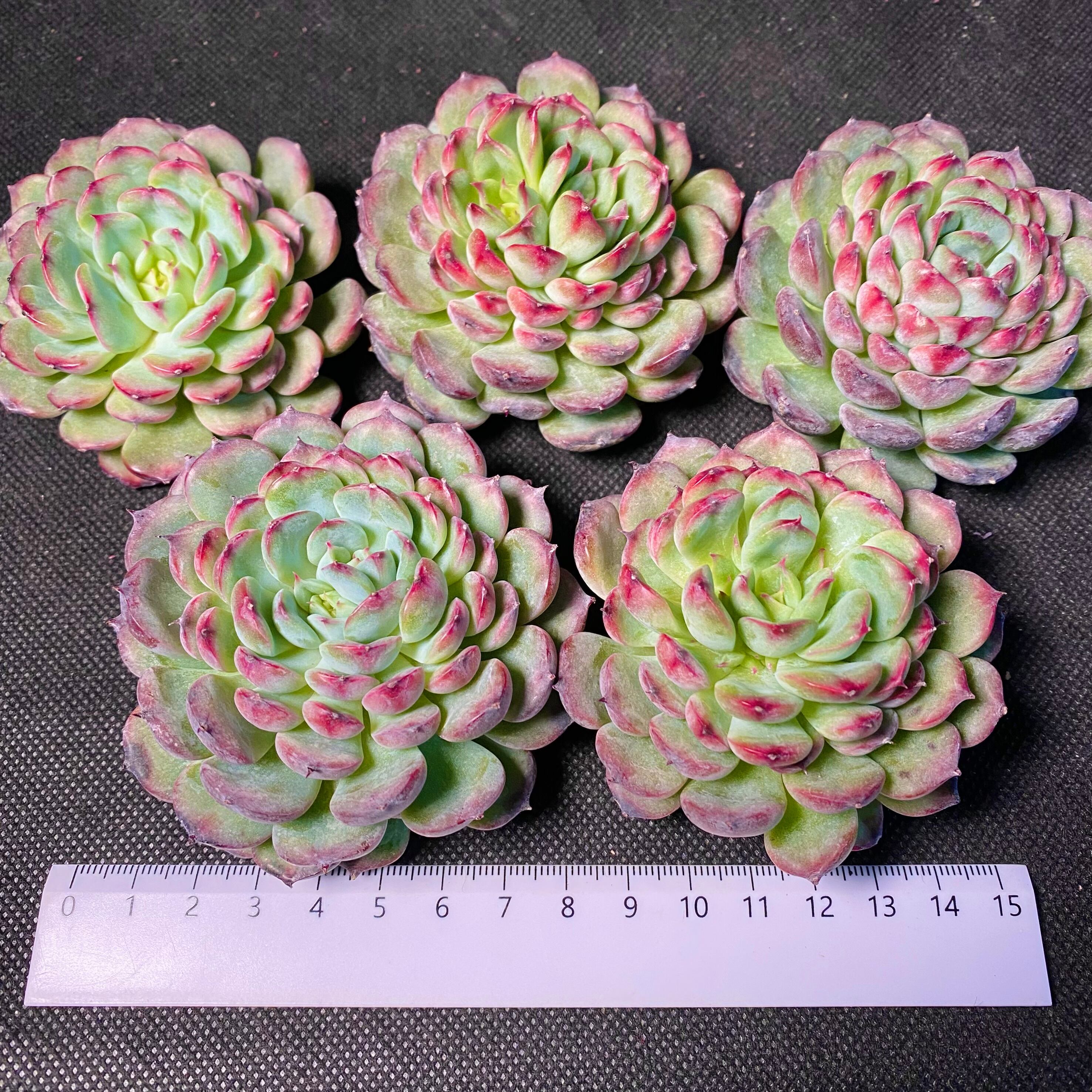 多肉植物マルシェル 多肉植物マルシェル
