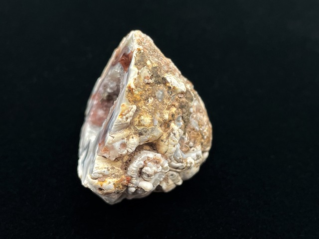 オープンジオード