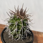 Copiapoa desertorum【コピアポア・デセルトルム・実生】