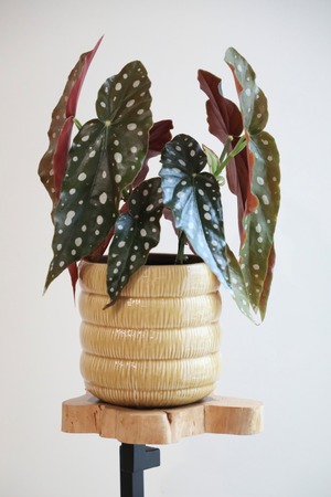 【M】ベゴニア マクラータ/Begonia ※陶器鉢カバー付き