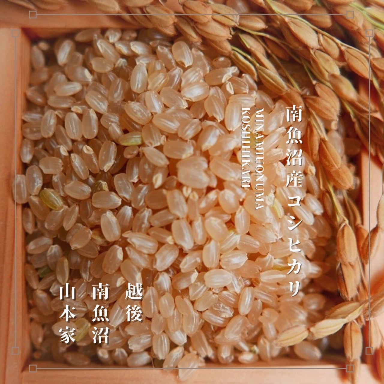 令和2年度産(古米)　魚沼産コシヒカリ　減農薬　低農薬　玄米　5キロ×2
