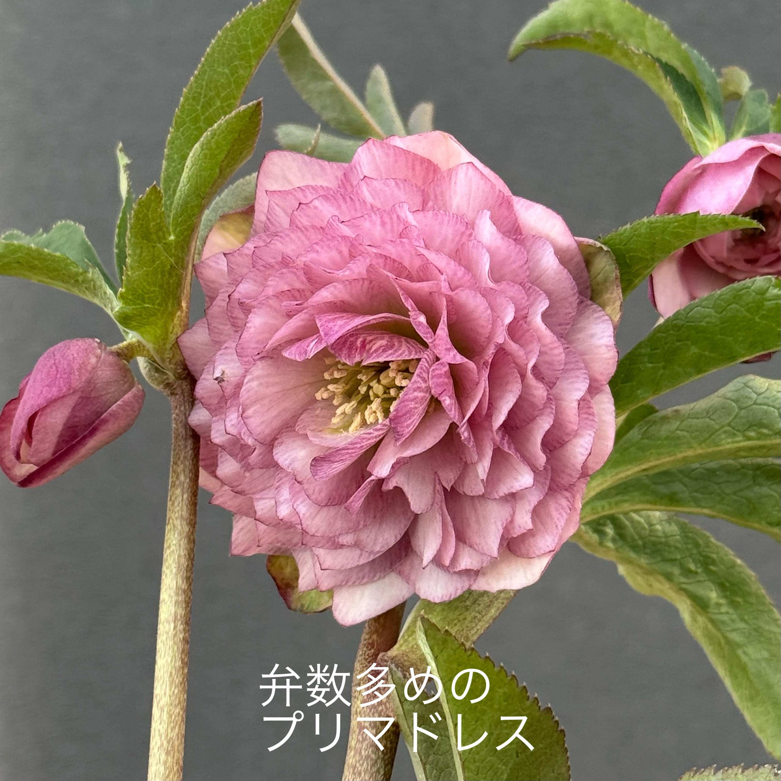 加藤農園クリスマスローズ開花株 超レア！SDモーリーイエロー