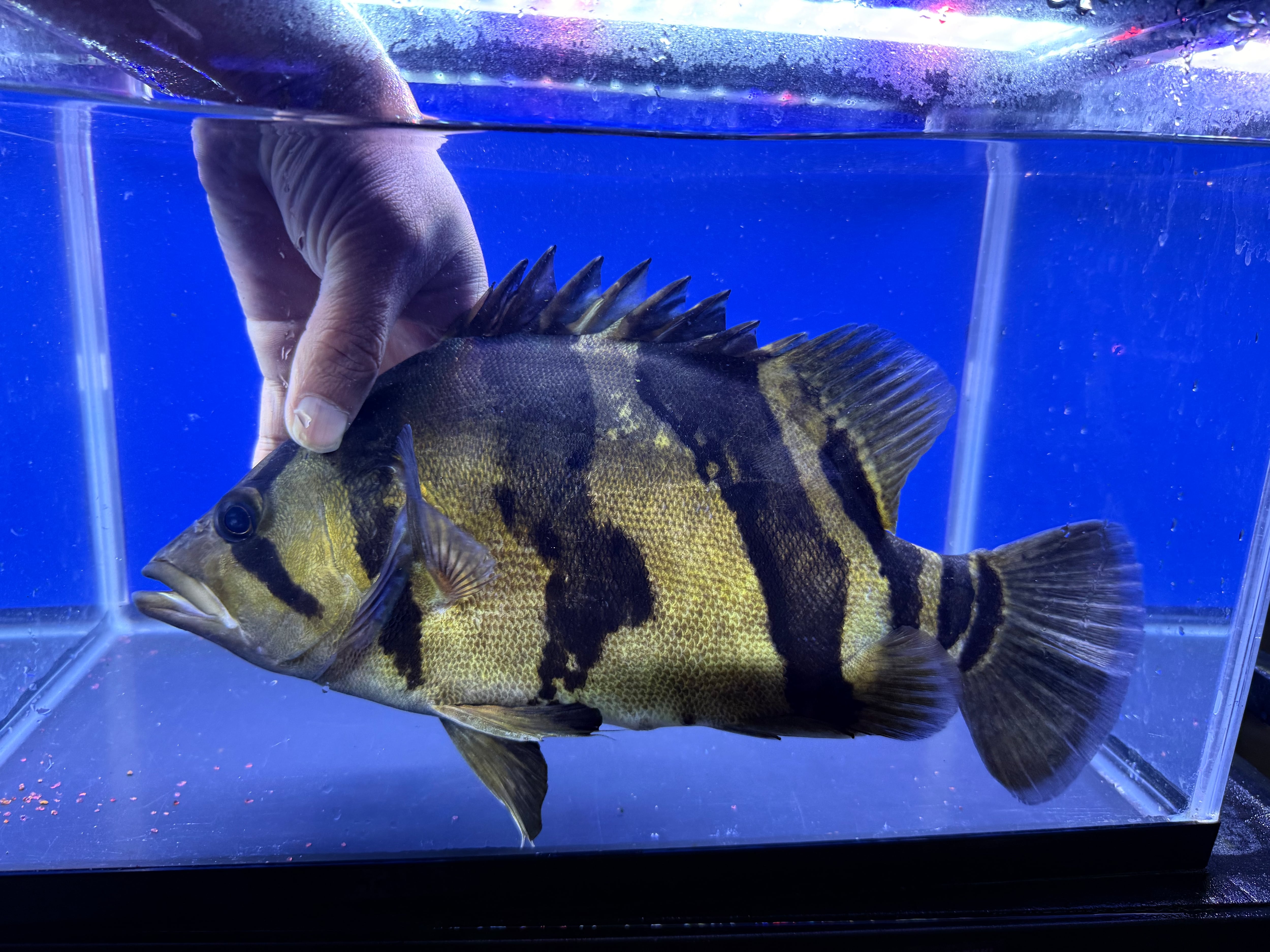 J01⑦ ダトニオリアルバンド 33㎝前後 変わりバンド おとひめ食べます
