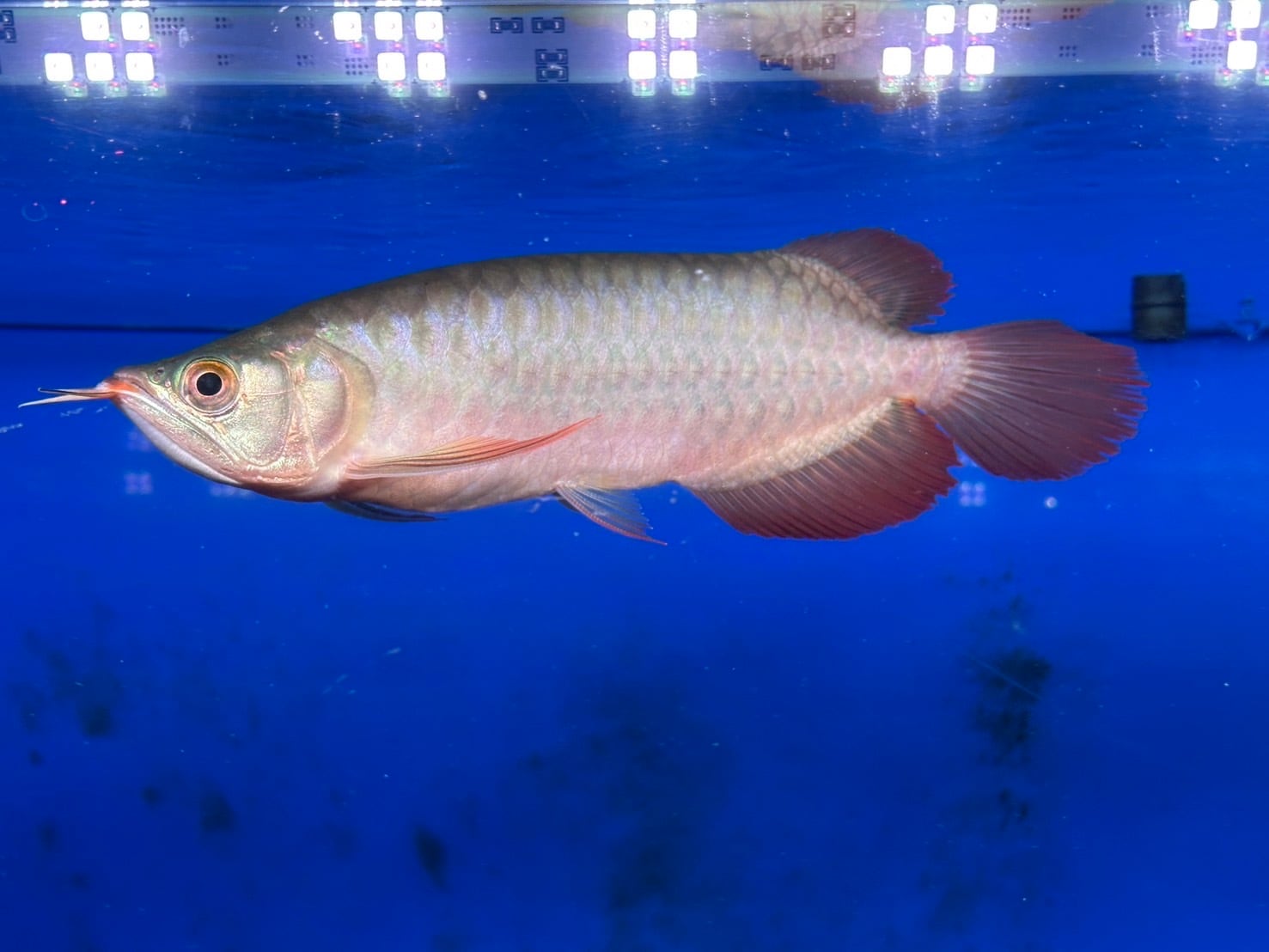紅龍 豚系 25㎝前後 アジアアロワナ 250-006271 | アクアショップ