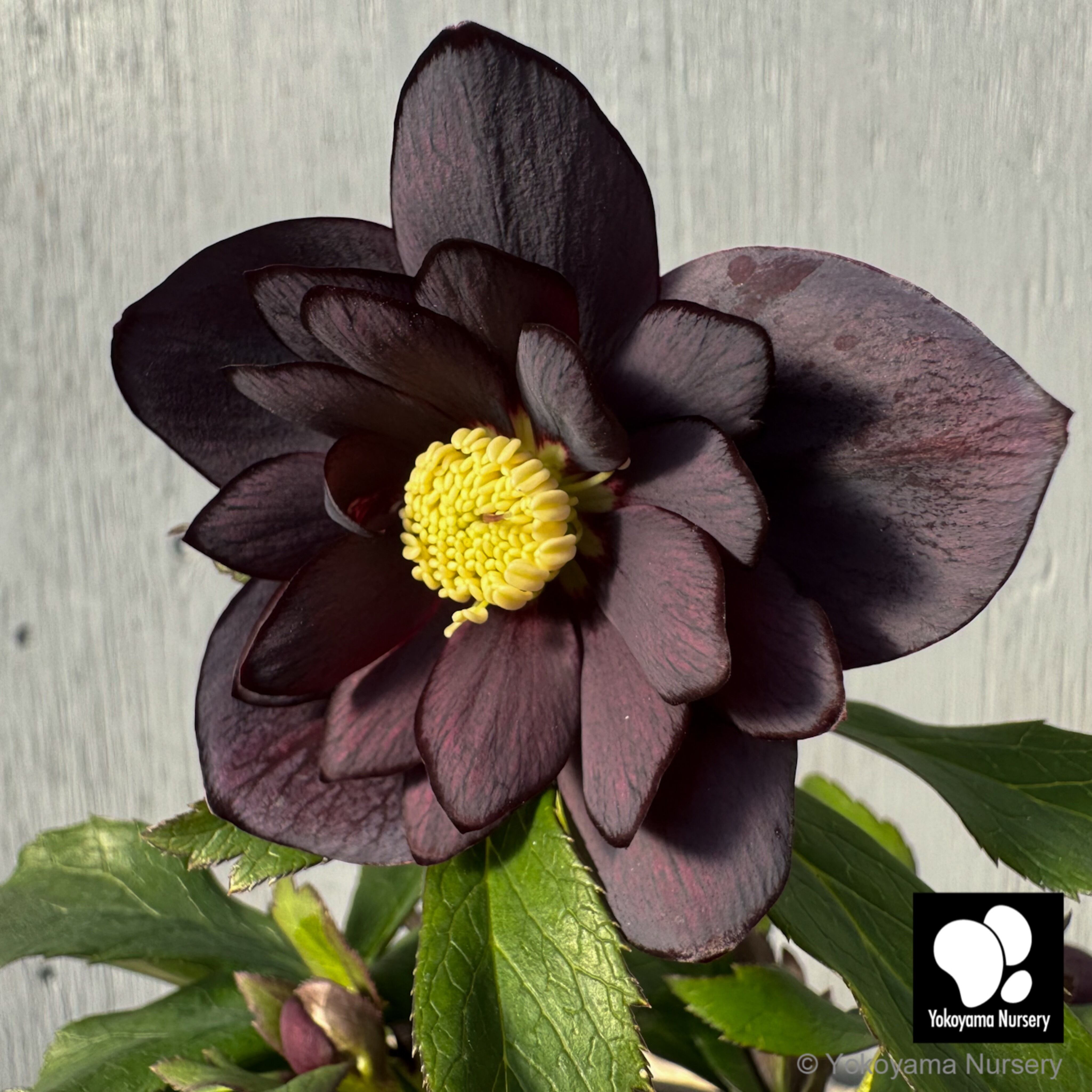 抽選販売】［13］ クリスマスローズ ダブル ブラック 4.5号 | 横山園芸