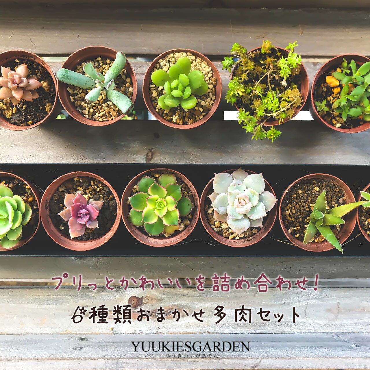 多肉植物 プリっとかわいいを詰め合わせ!6種類おまかせ多肉 多肉植物 プリっとかわいいを詰め合わせ!6種類おまかせ多肉