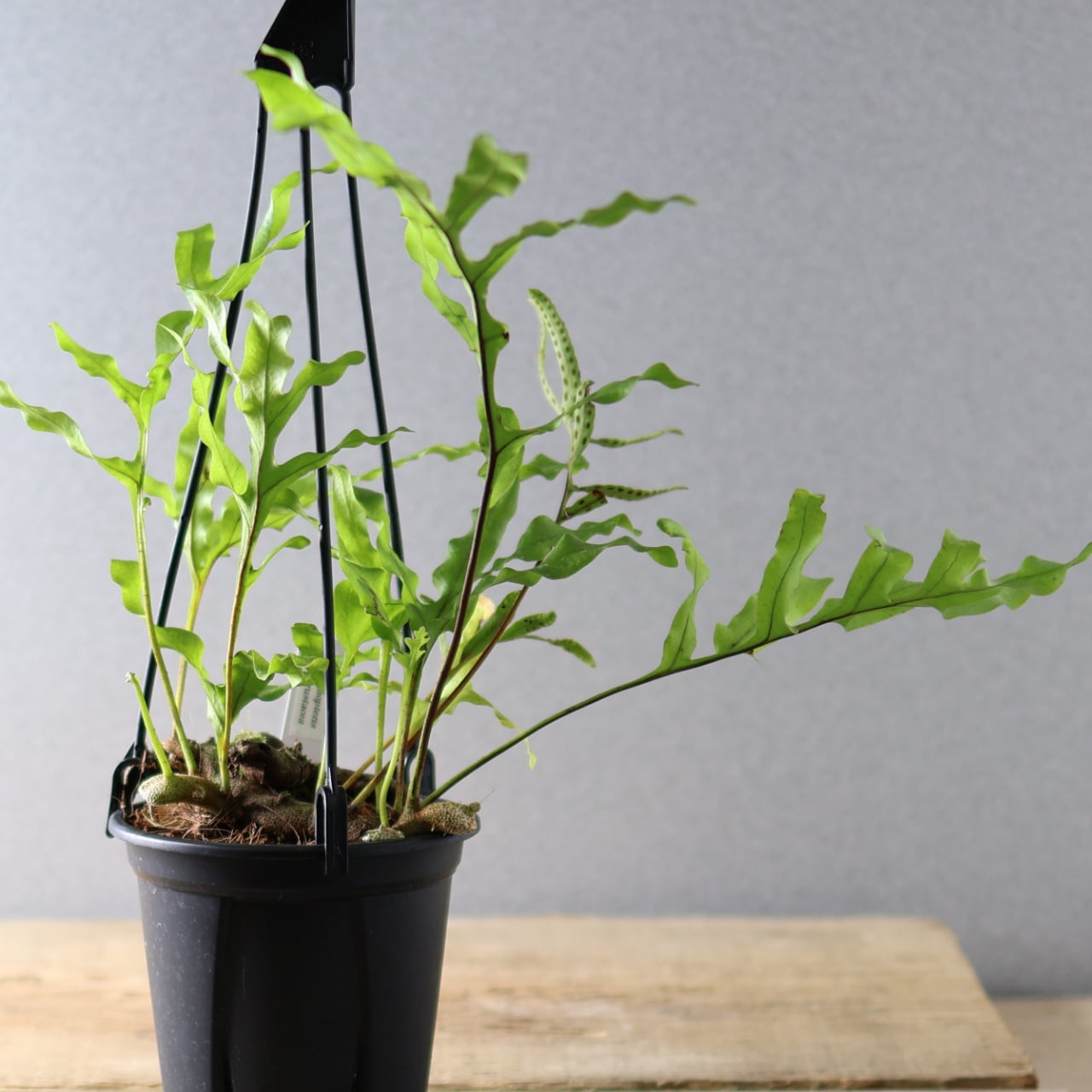 394 塊茎の中に小さな森『レカノプテリス クルスタセア』観葉植物