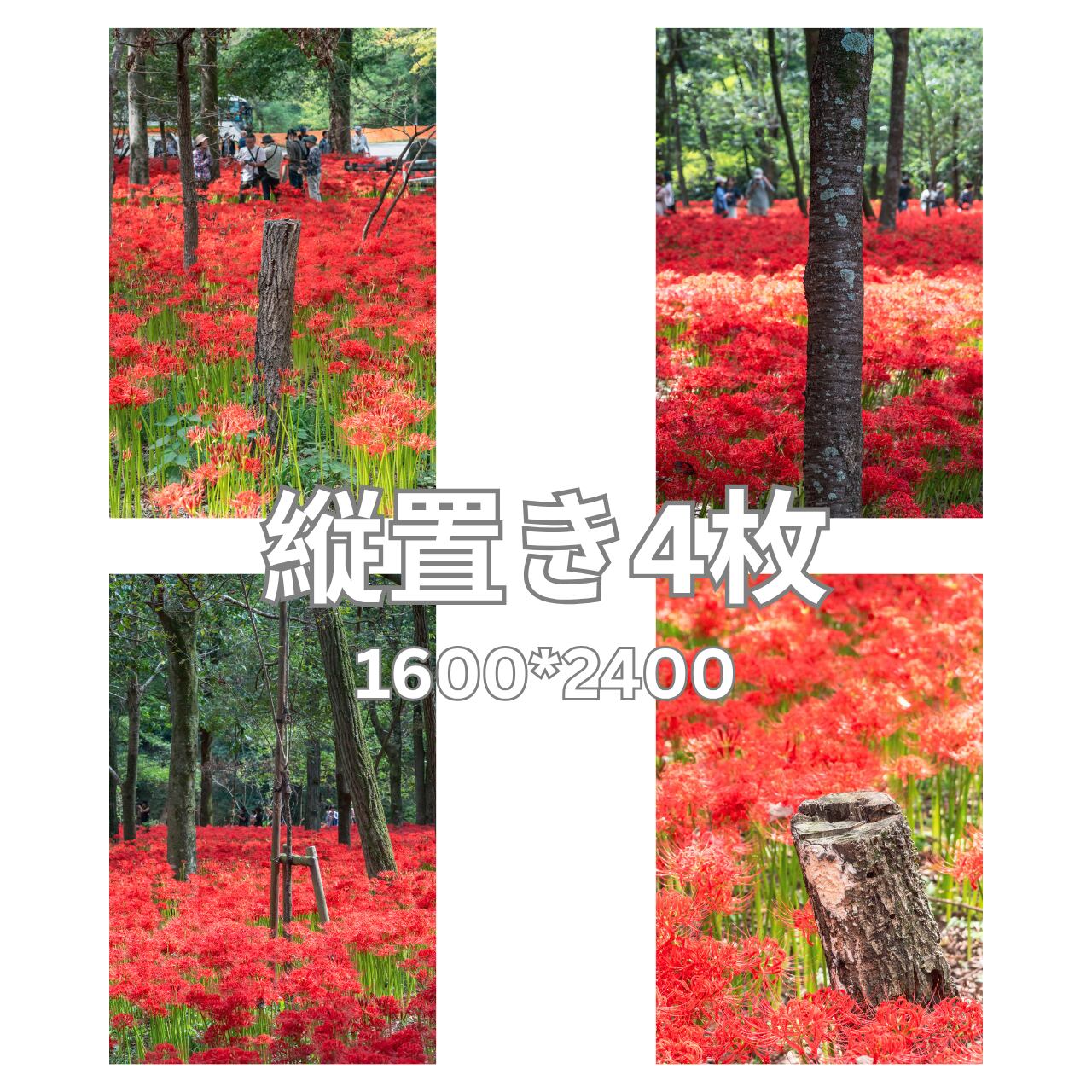 デジタル写真素材 4枚組 「巾着田の曼珠沙華・6」サイズ 長編2400px×短辺1600px