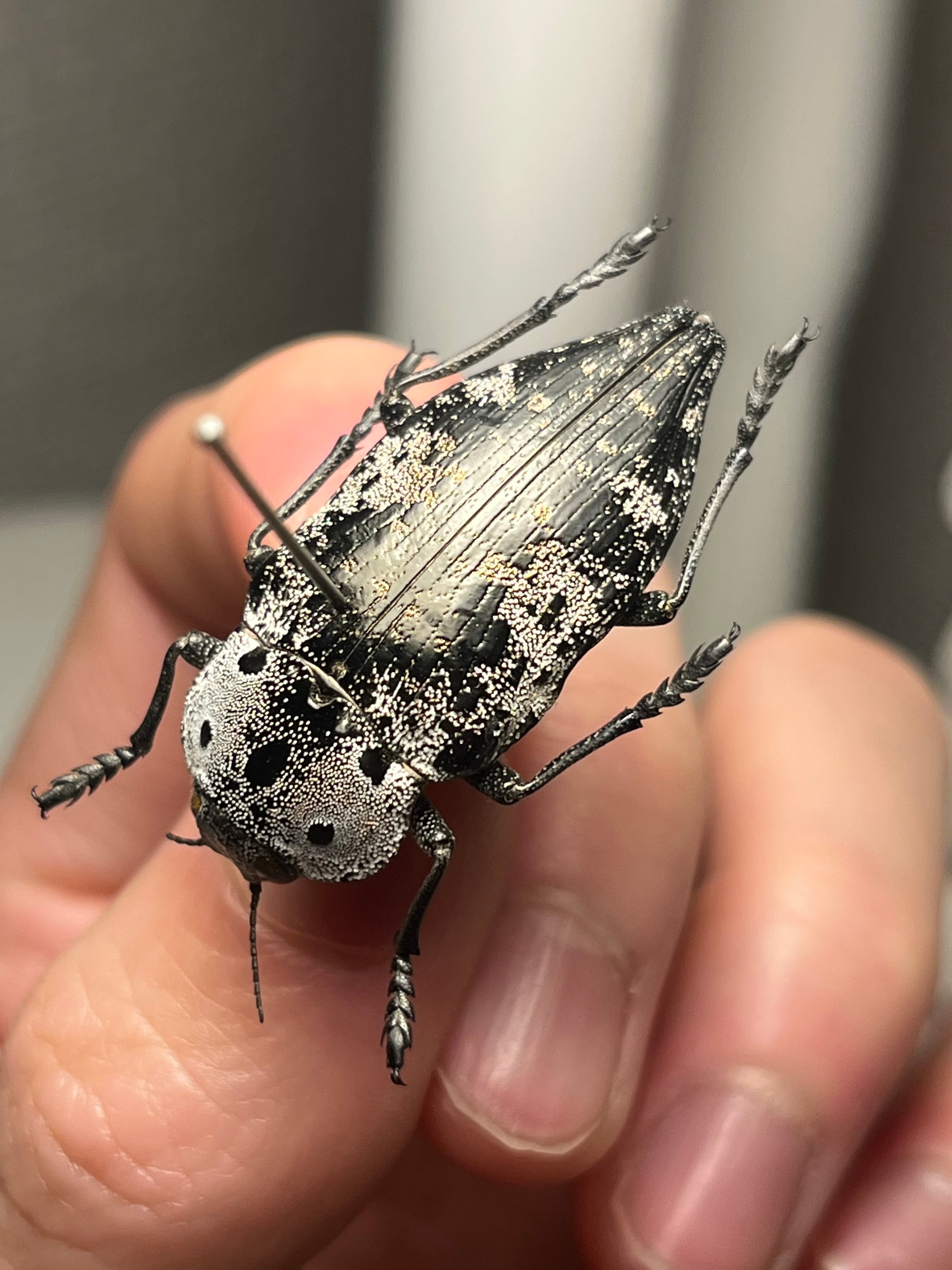 伝説の七節】ロードハウナナフシに酷似のトゲアシフトナナフシオバケ