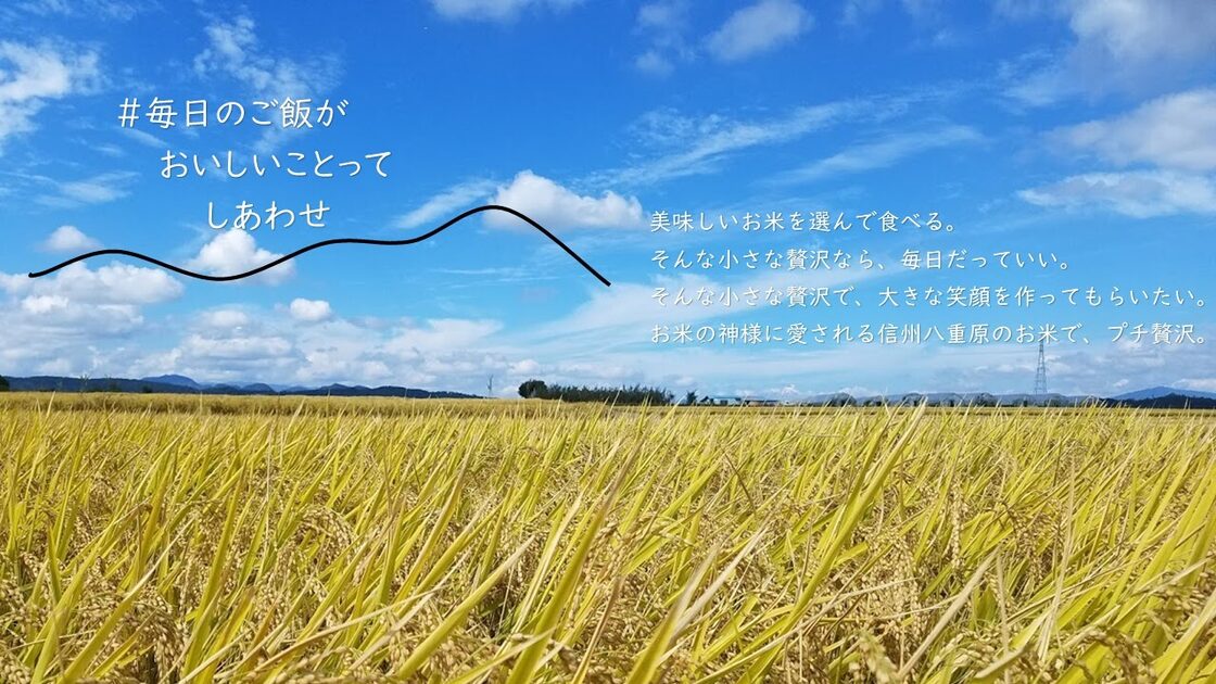 R7年産 八重原米 遥陽（はるひ） 10㎏ （減農薬・特別栽培米） | PAY ID