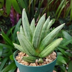 サンスベリア ヘッジホッグ 2 Sansevieria Hedgehog