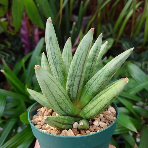 サンスベリア ヘッジホッグ 2 Sansevieria Hedgehog