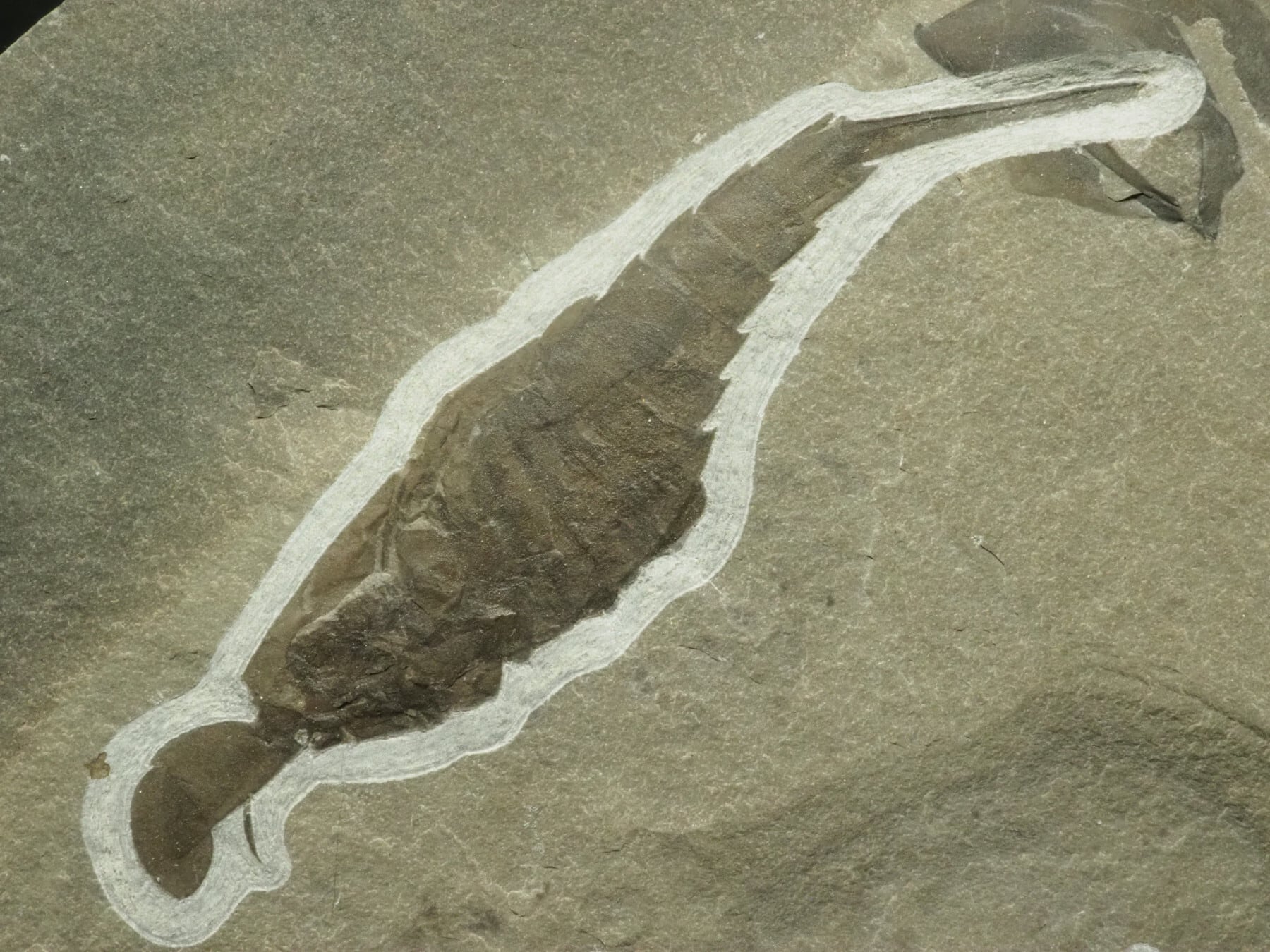 横向き！？ウミサソリの化石【Eurypterus remipes】【1315g】アメリカ