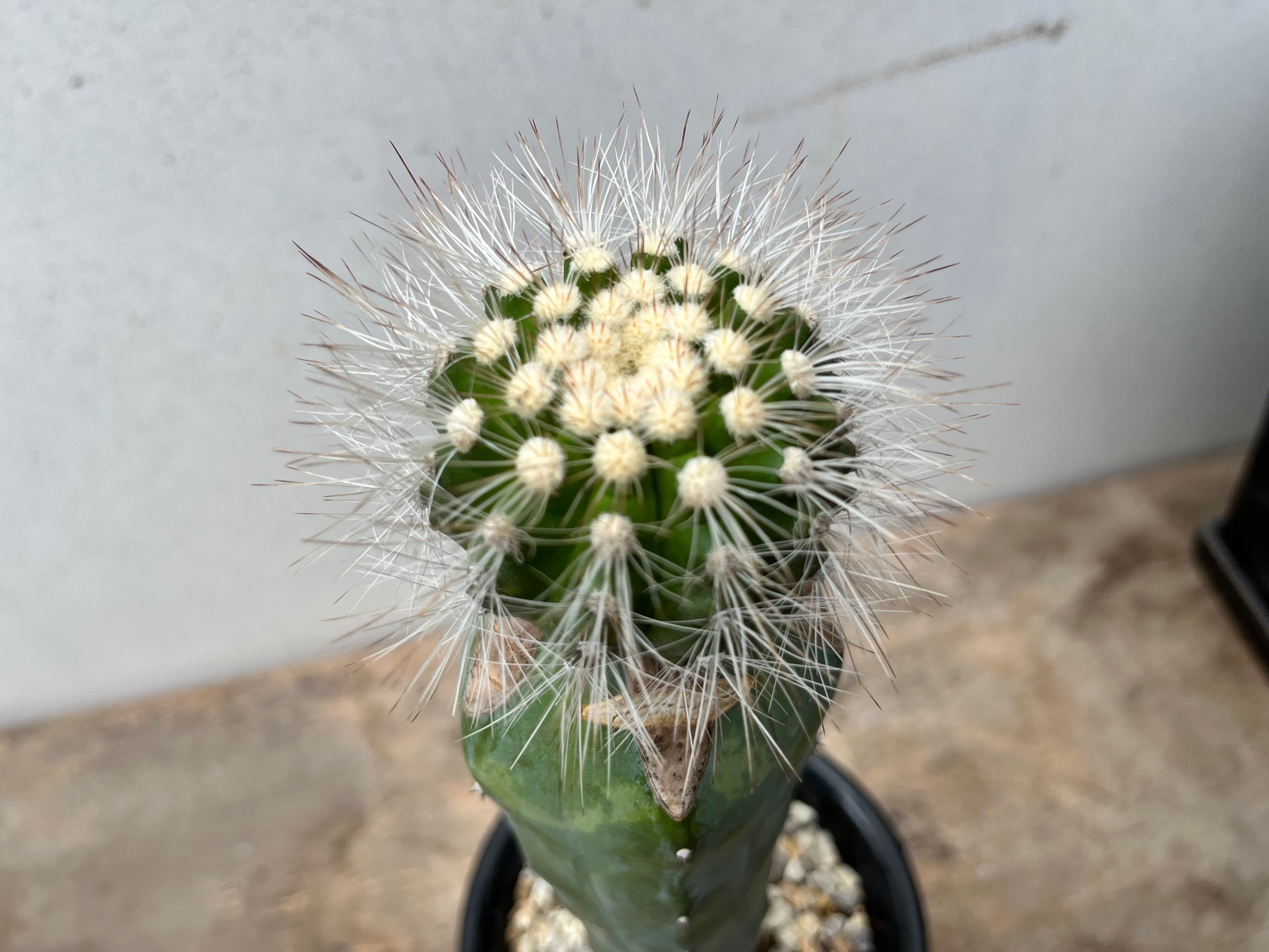 Copiapoa krainziana v. scopulina コピアポア クラインジアナ Copiapoa krainziana v. scopulina コピアポア クラインジアナ