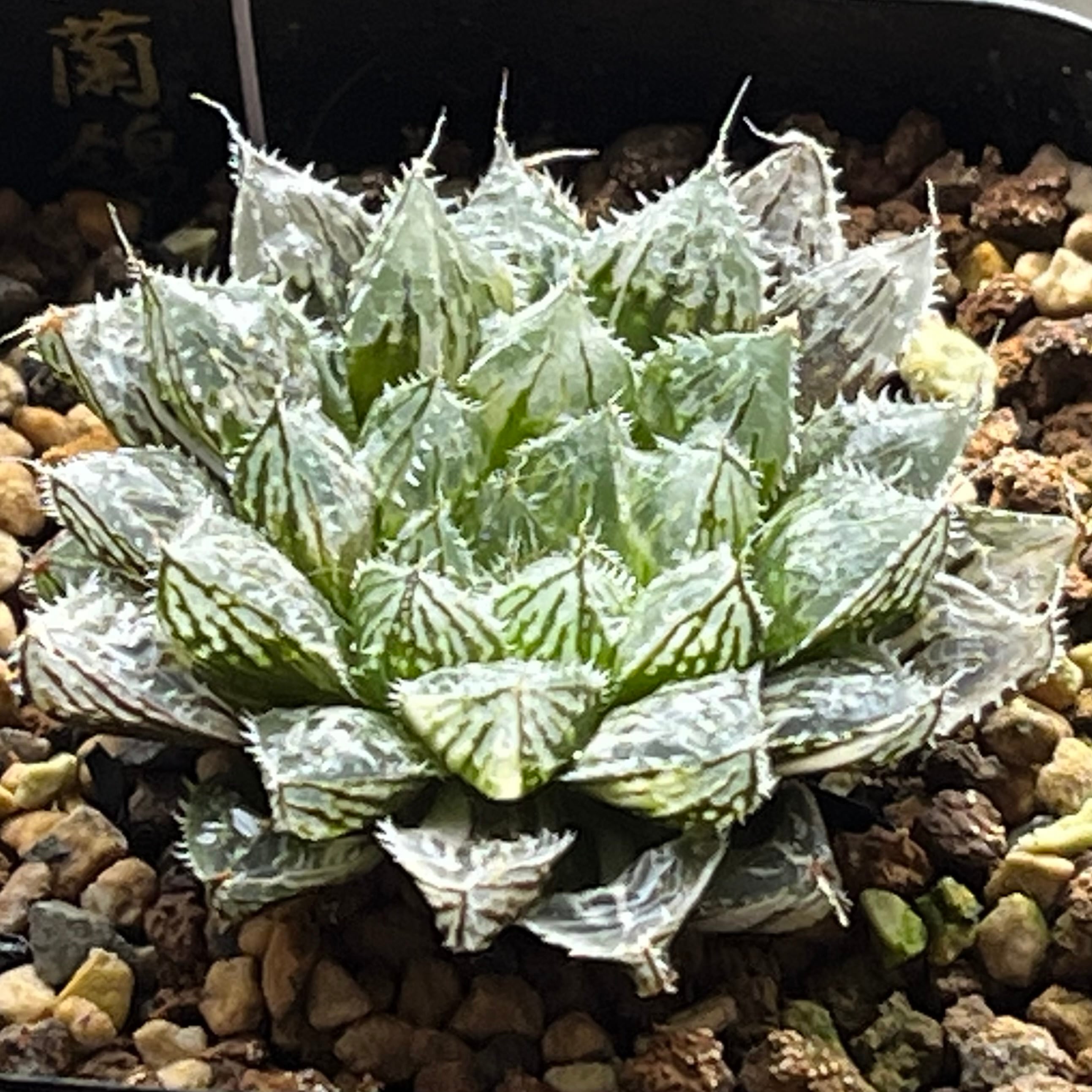 ハオルチア 狼蛛錦 | mocono_plants