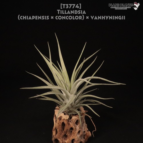 【reserved】(chiapensis × concolor) × vanhyningii〔エアプランツ〕現品発送T3774