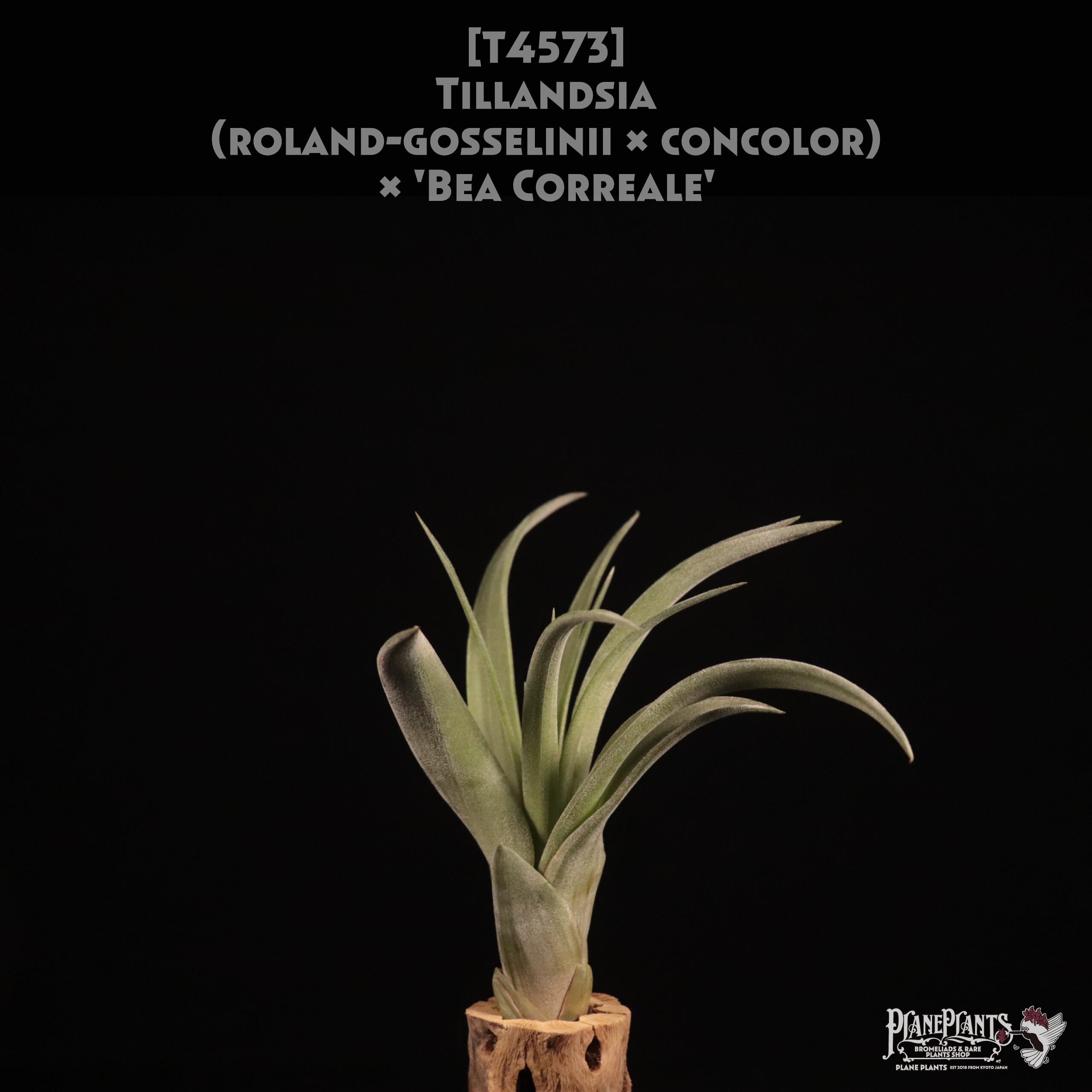 送料無料】(roland-gosselinii × concolor) × 'Bea Correale'〔エア