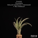 【送料無料】(roland-gosselinii × concolor) × 'Bea Correale'〔エアプランツ〕現品発送T4573