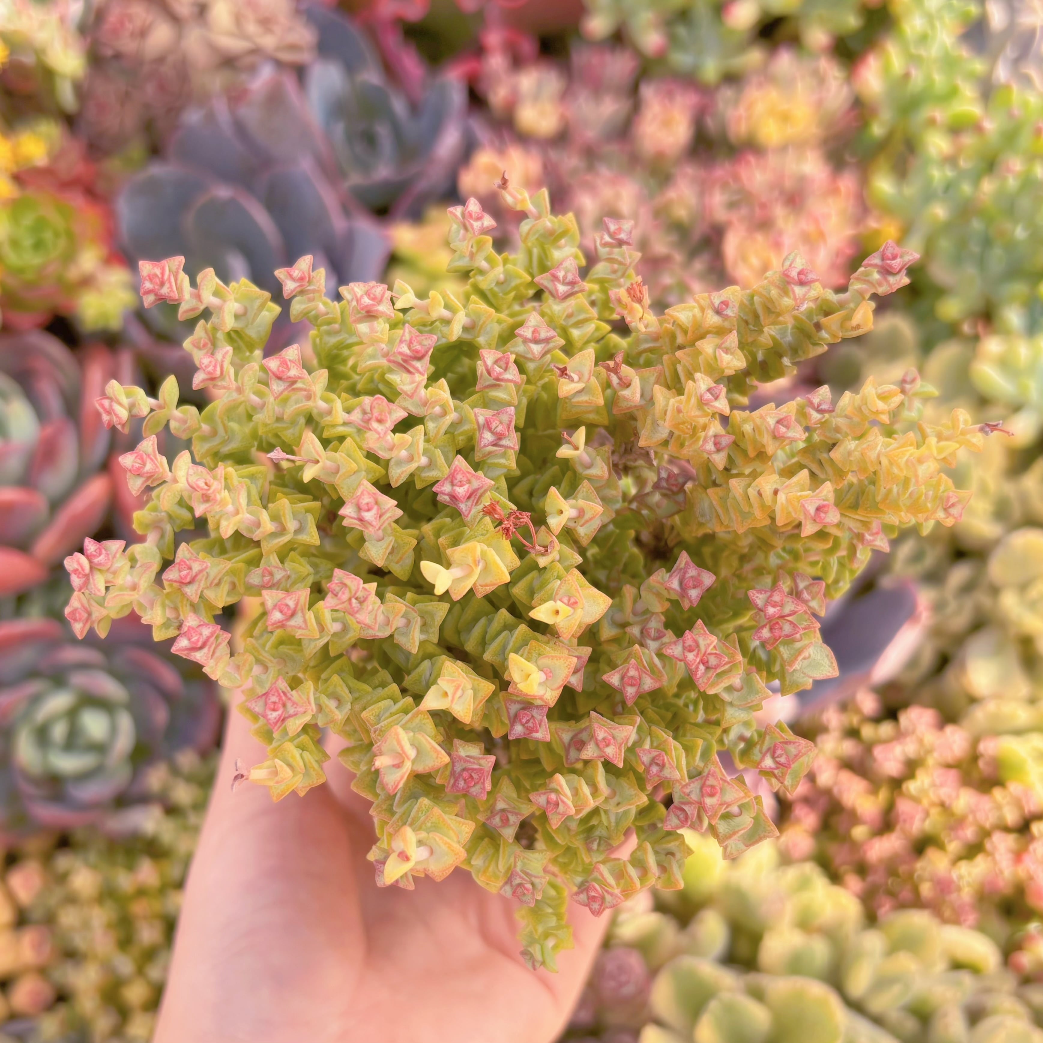 現品　小米星#013　るる農園