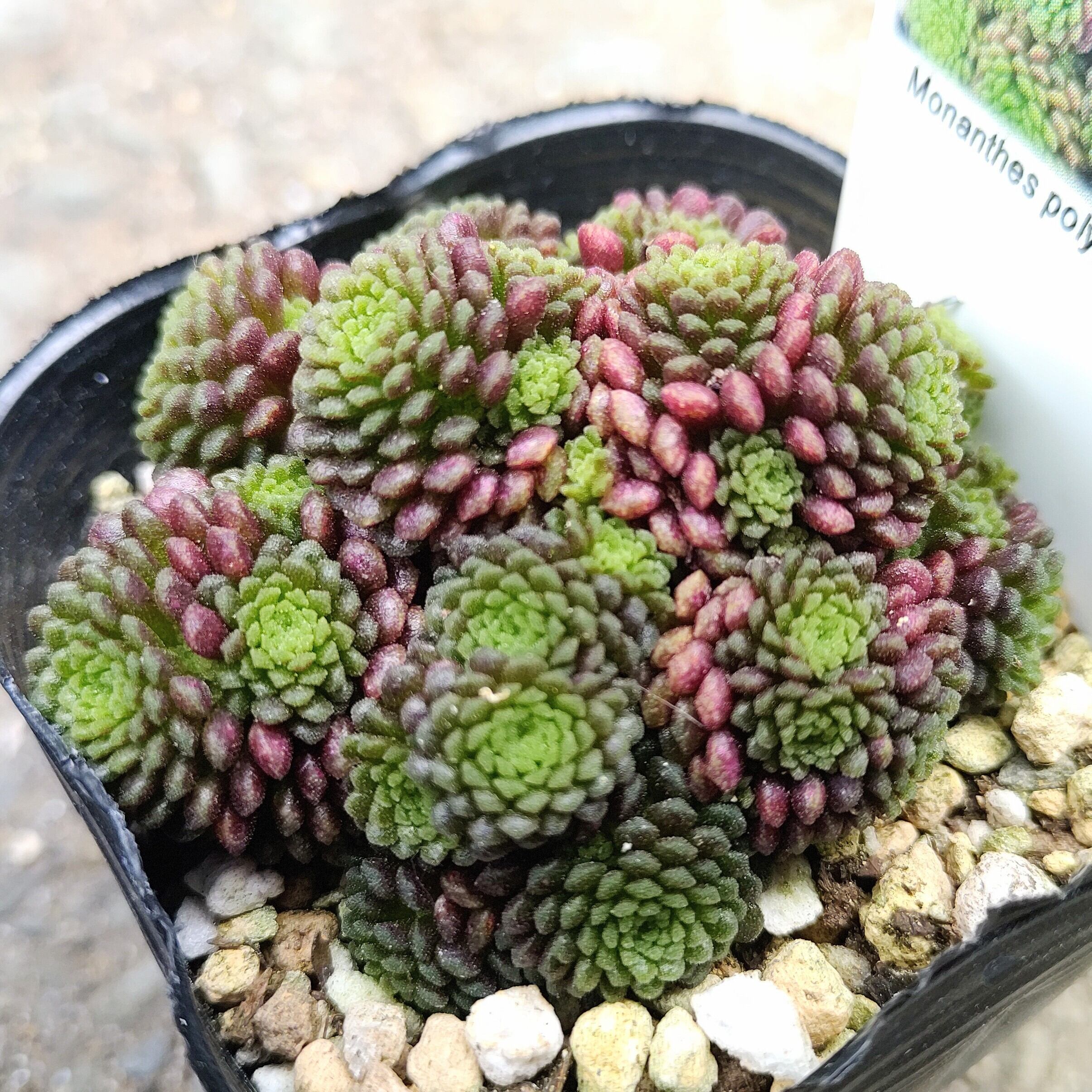 モナンテス ポリフィラ | RuPo 多肉植物専門店