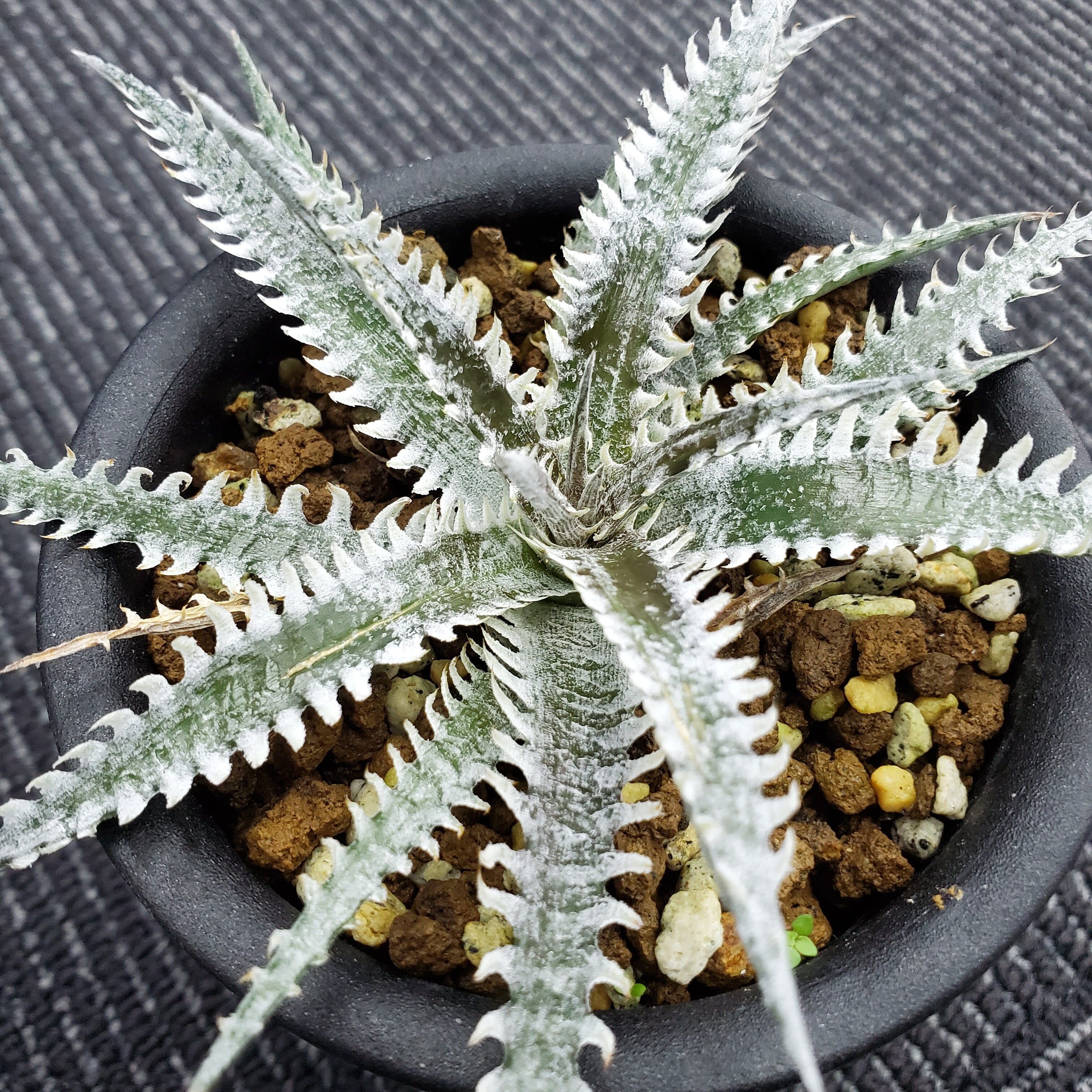 a0310_Dyckia 'Stealth Assassin'：ディッキア・ステルスアサシン