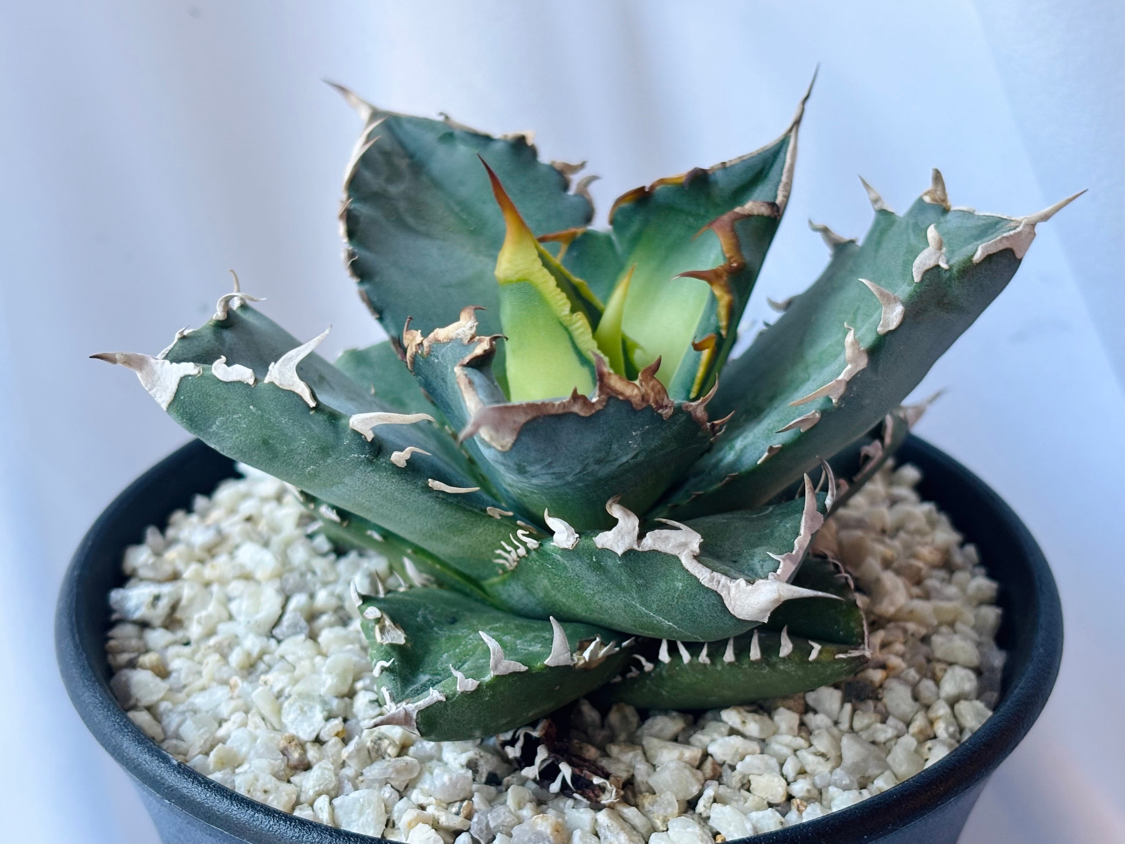 Agave Titanota Solar eclipse アガベ チタノタ 狂刺夕映 多肉植物