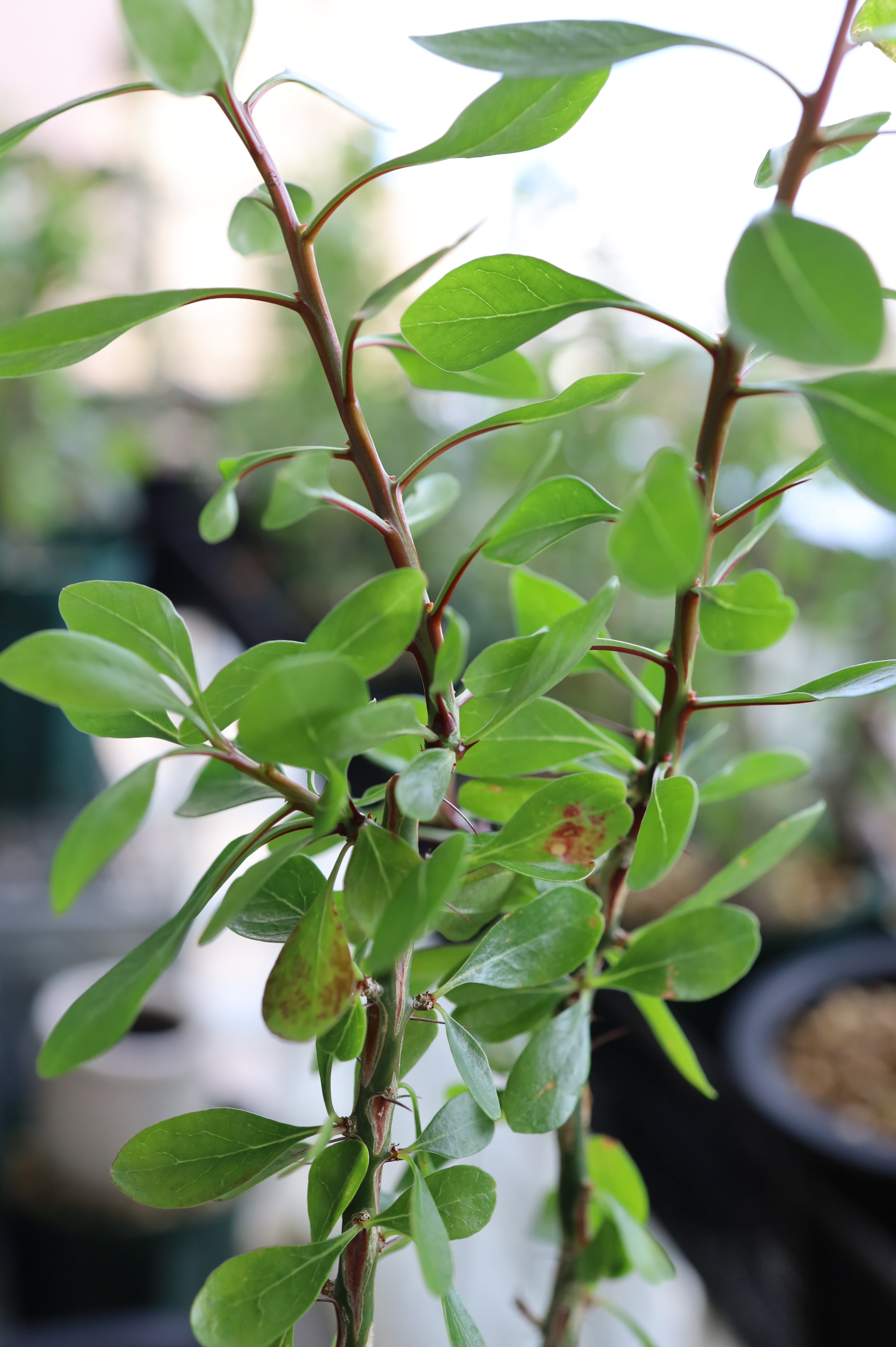 フォークイエリア・ファシクラータ | Fouquieria fasciculata _B