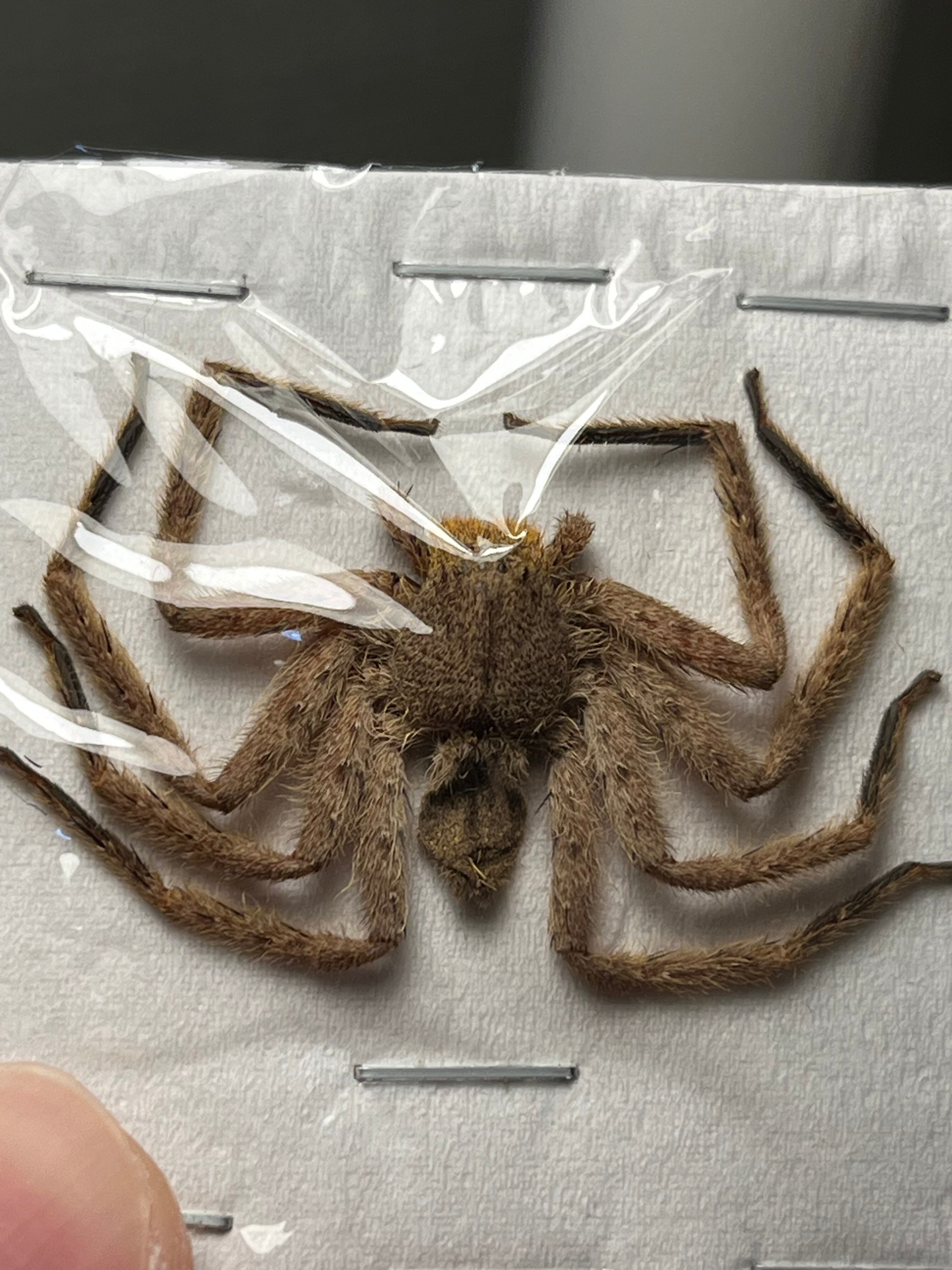 足高蜘蛛標本】アシダカグモ タランチュラムカデセンチピードサソリ