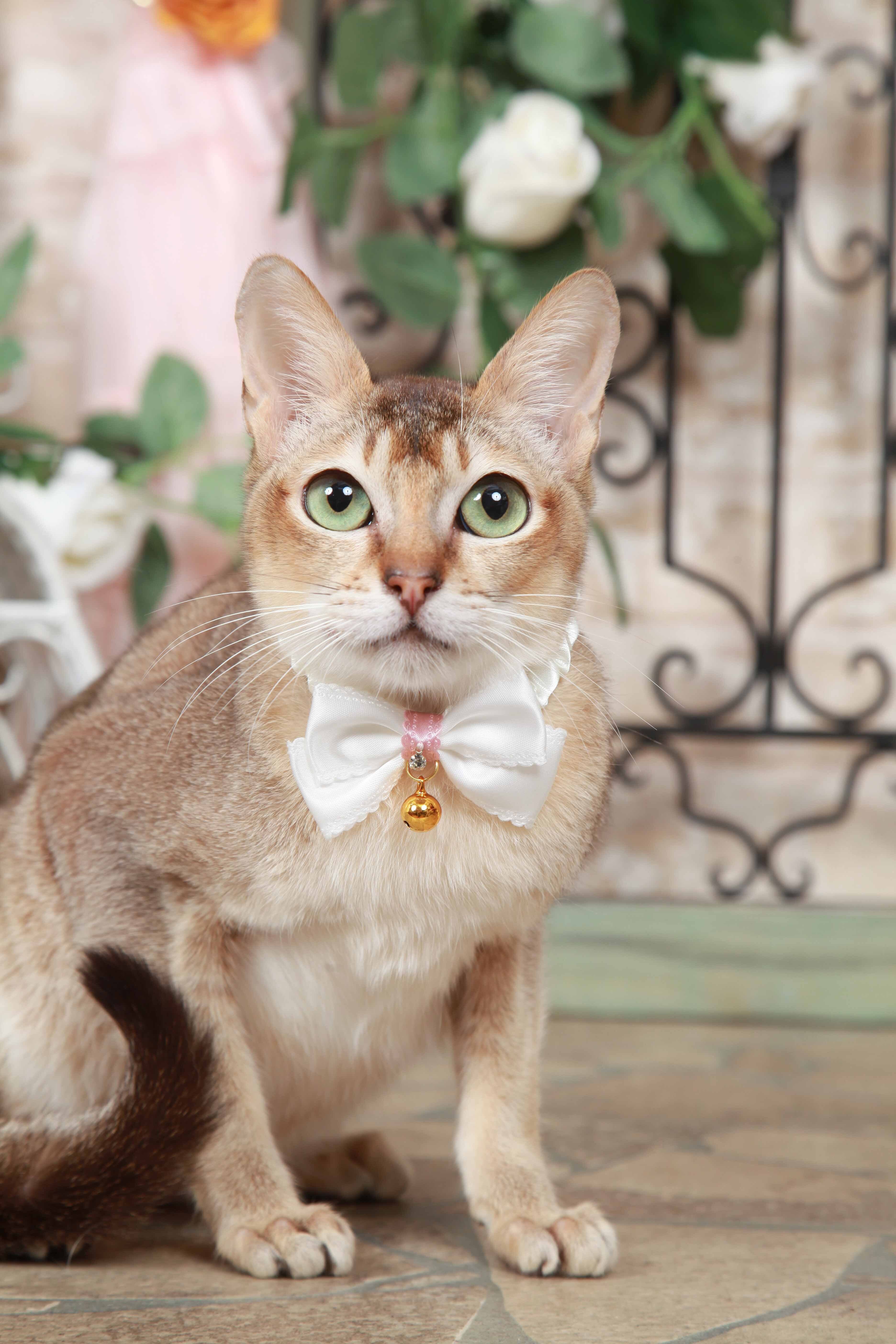 アルバ・ネックレス（猫用ネックレス） | Shakeオンラインショップ