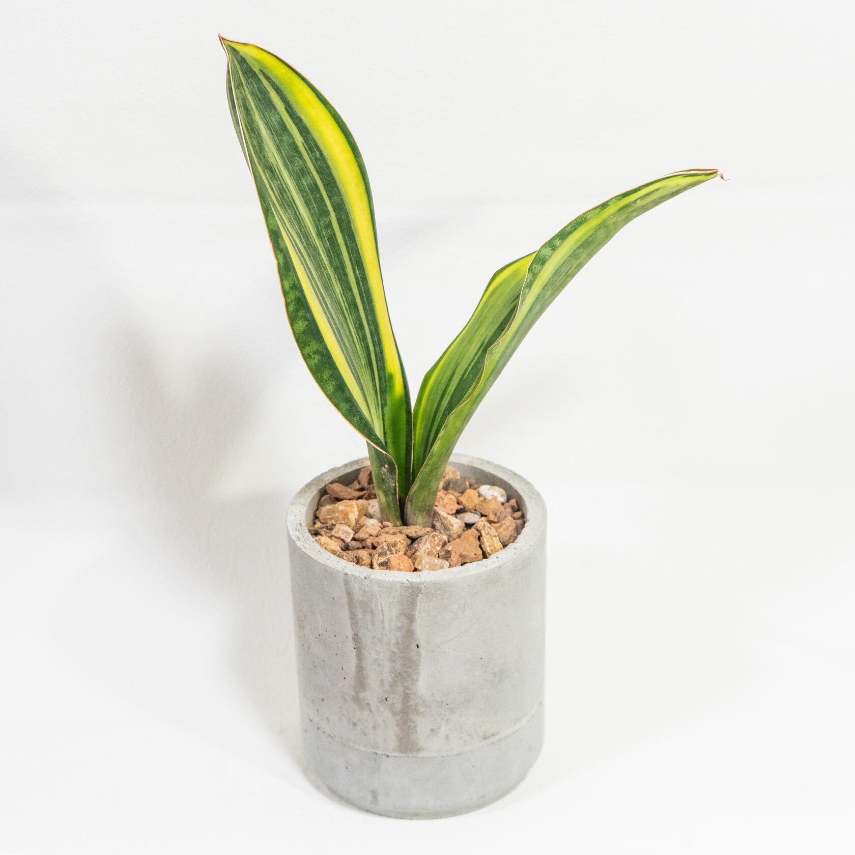 サンセベリア・マッソニアナ 斑入りの美葉とモルタル鉢が調和する一点物