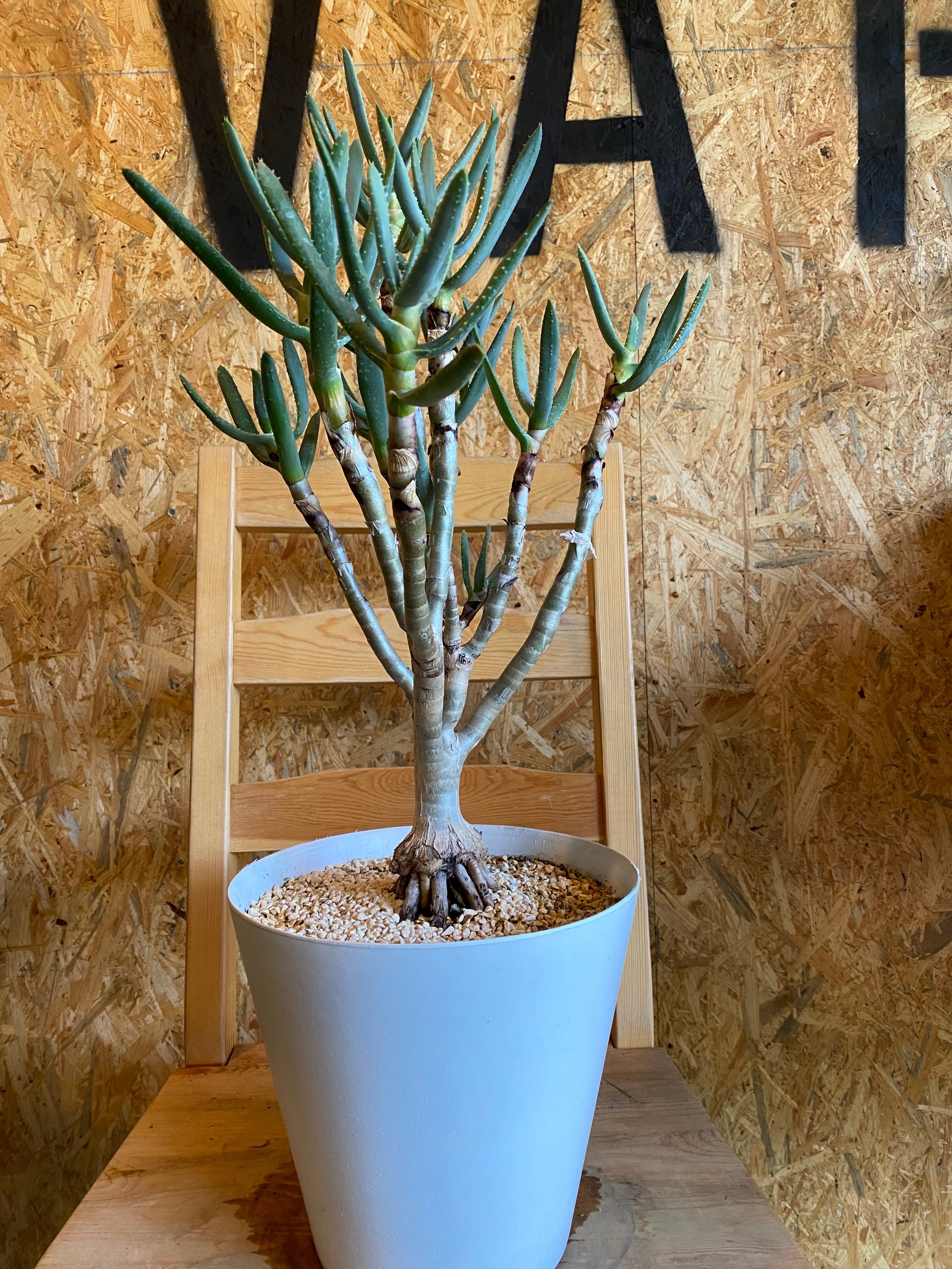 現 アロエ ラモシシマ 2番 根上がり 幹上がり 多肉植物 観葉植物